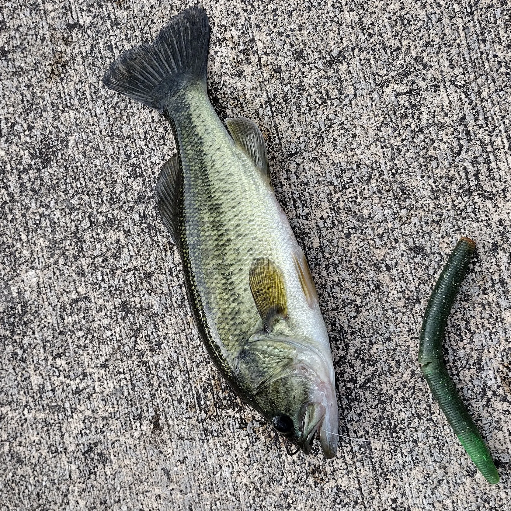 Largemouth bass caught on Fishbrain