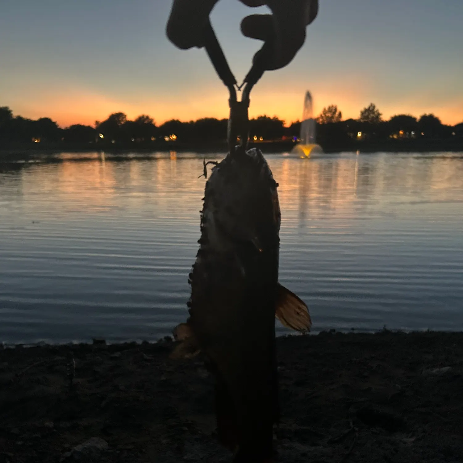 Yellow bullhead caught on Fishbrain