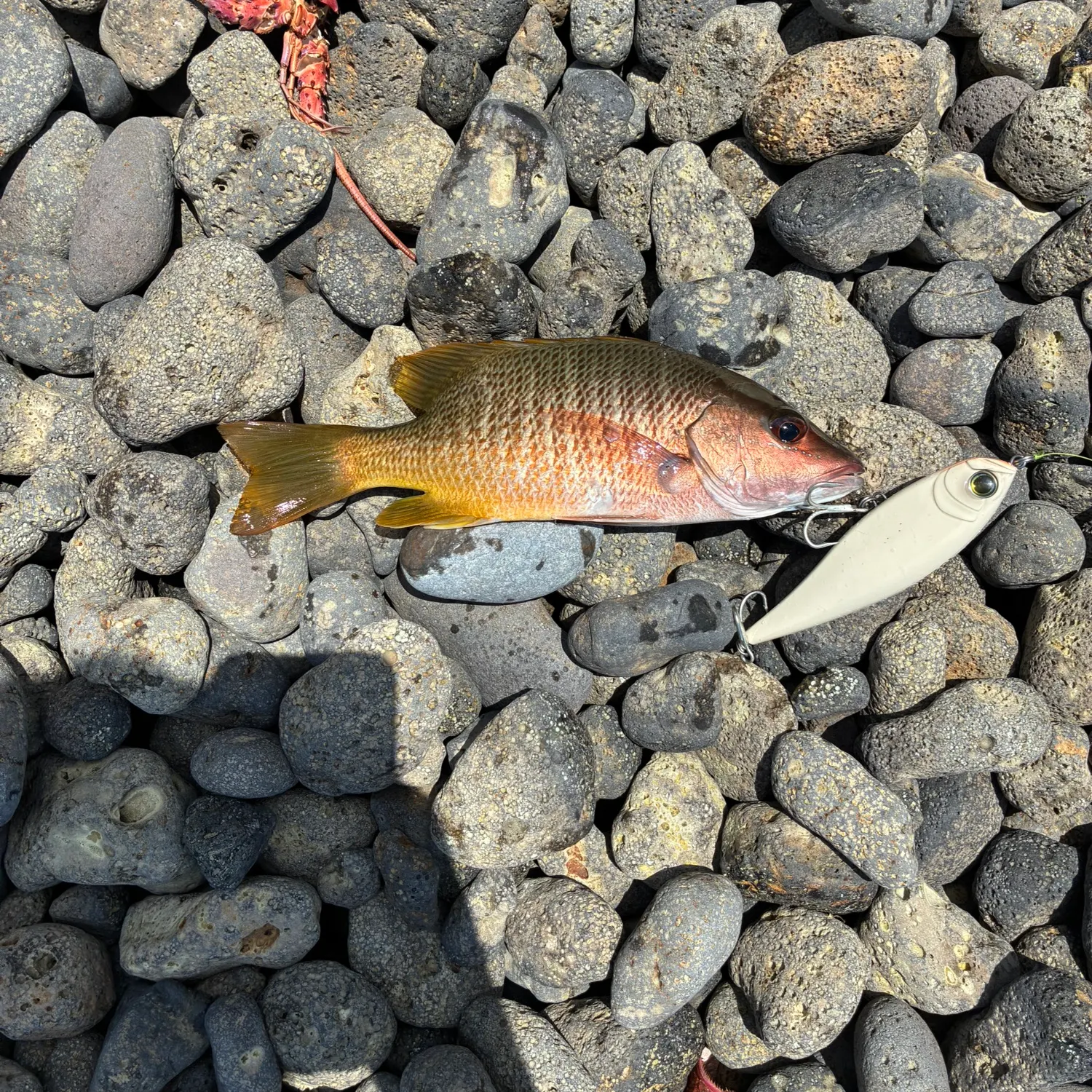 The most recent Dog Snapper catches on Fishbrain
