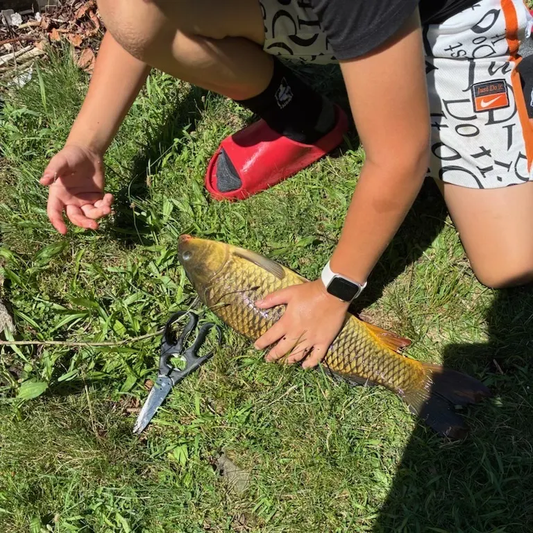 Common carp caught on Fishbrain