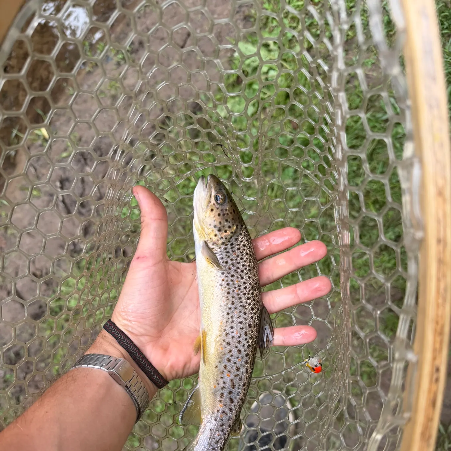 Brown trout caught on Fishbrain
