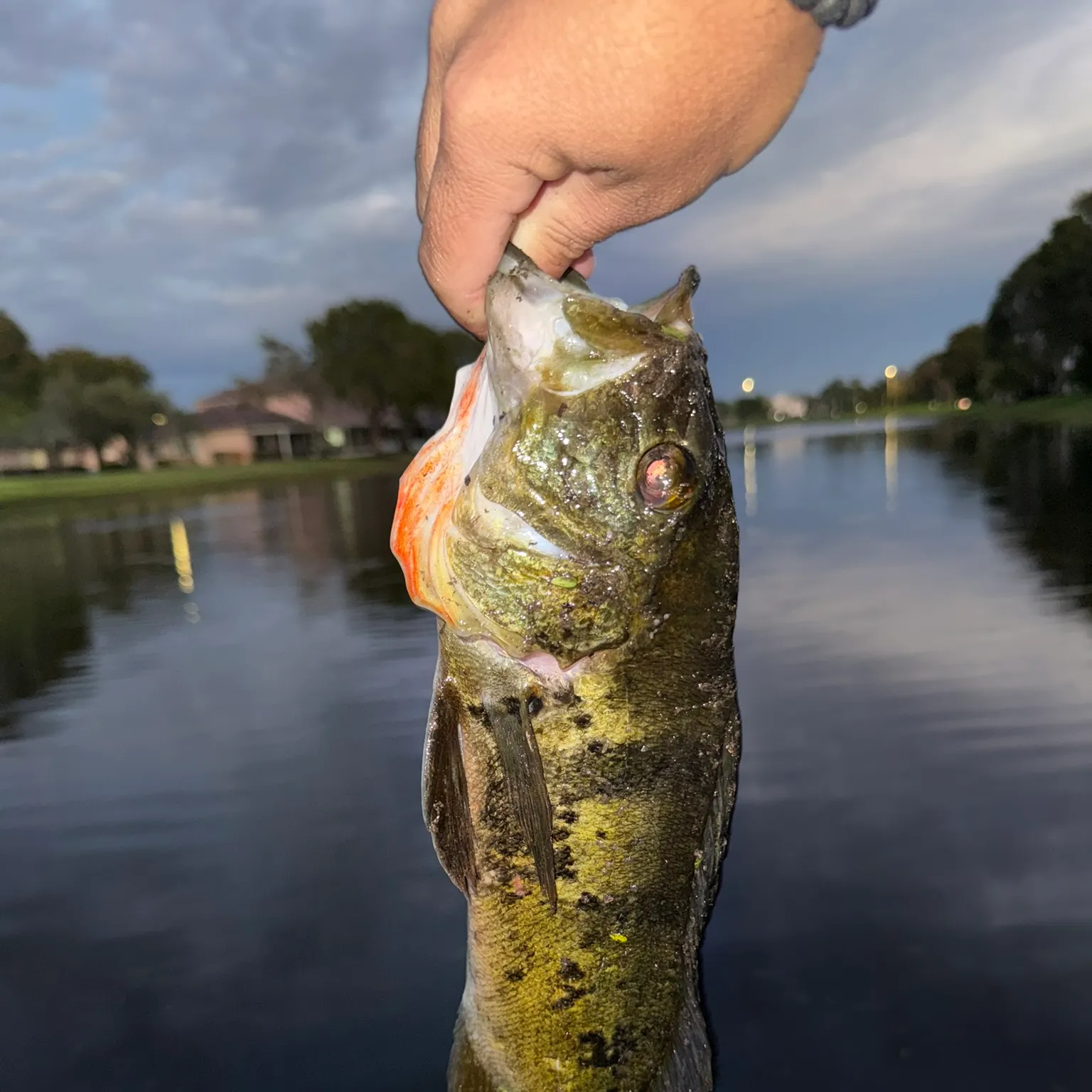 The most recent Butterfly peacock bass catches on Fishbrain