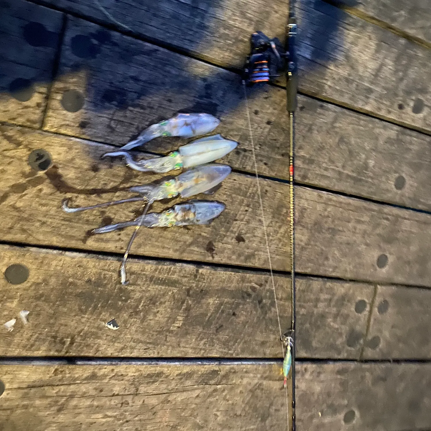 The most recent Southern calamari catches on Fishbrain