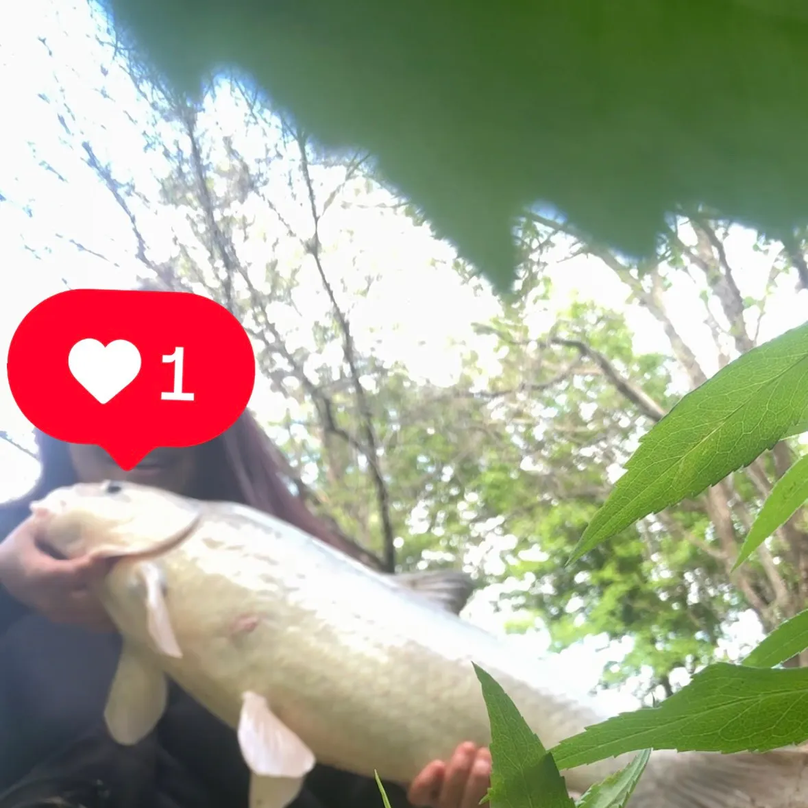 The most recent Smallmouth x black buffalo catches on Fishbrain