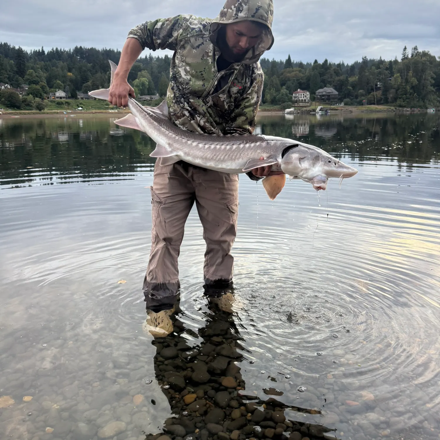White sturgeon caught on Fishbrain
