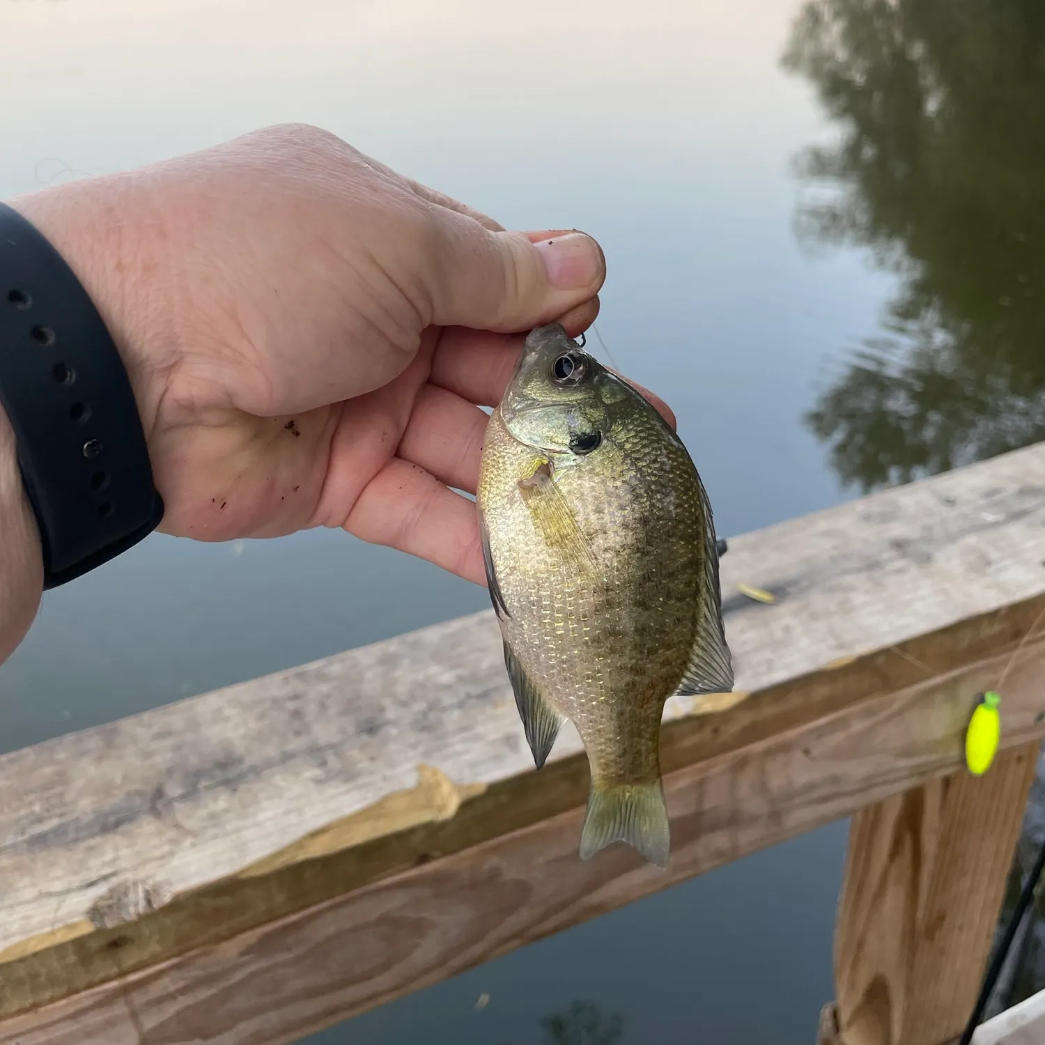 Bluegill caught on Fishbrain