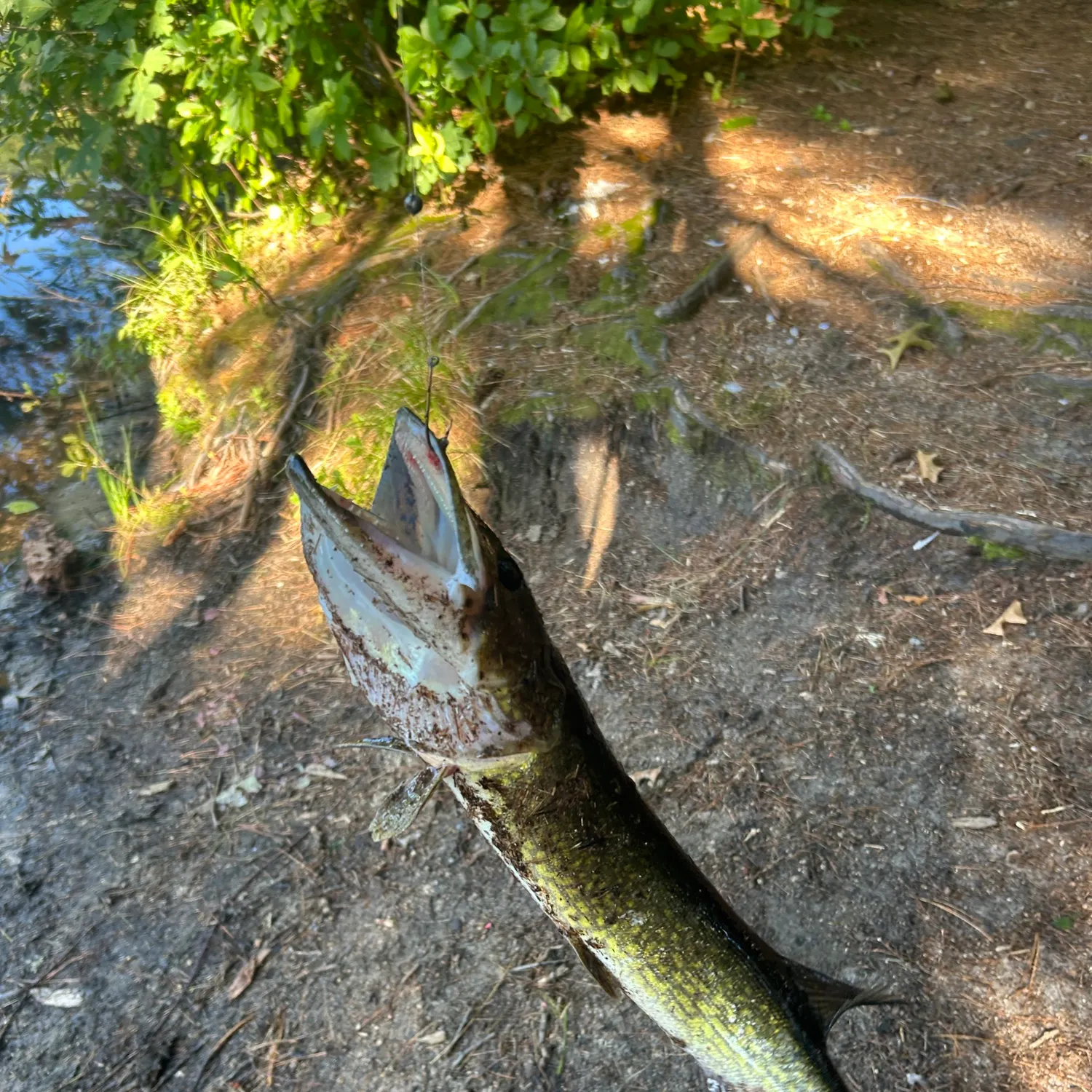 Grass pickerel caught on Fishbrain