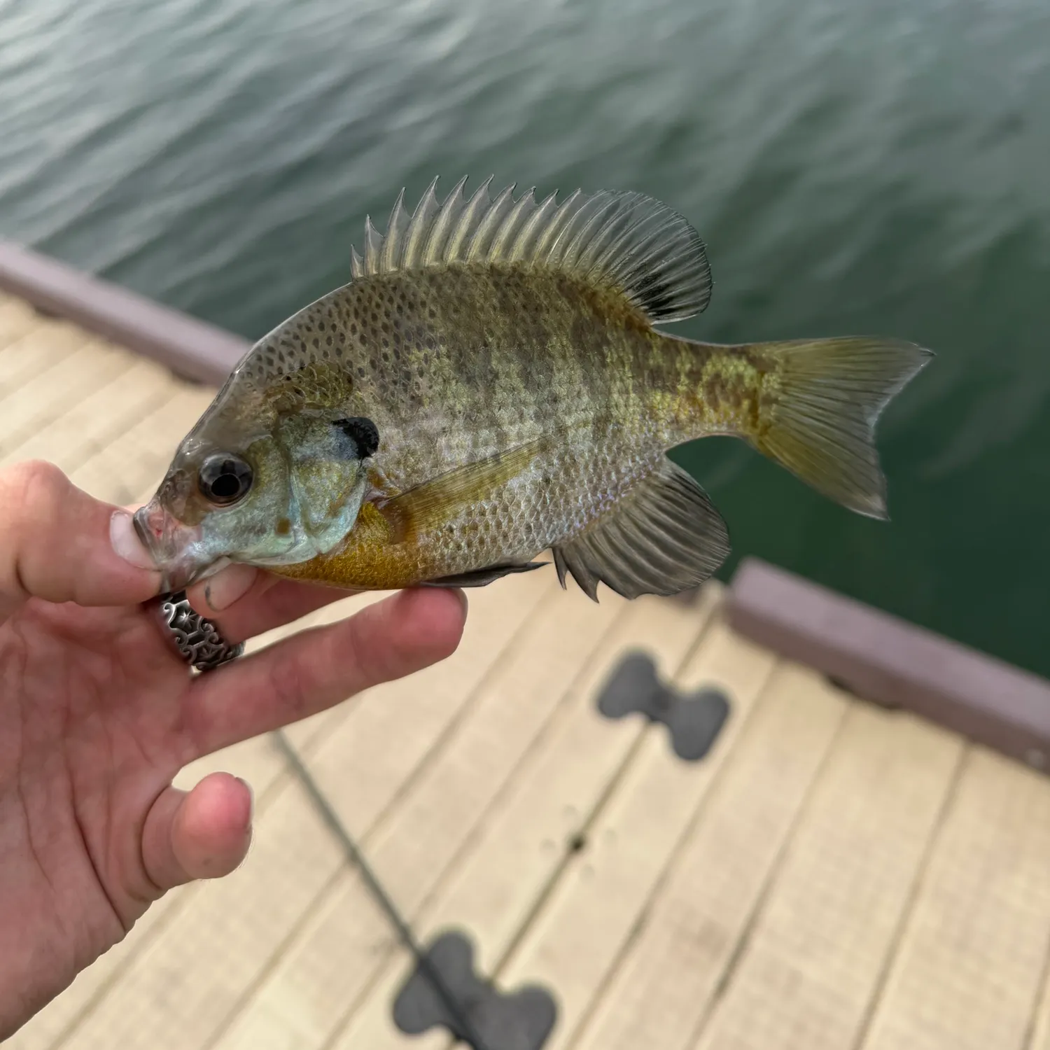 Bluegill caught on Fishbrain