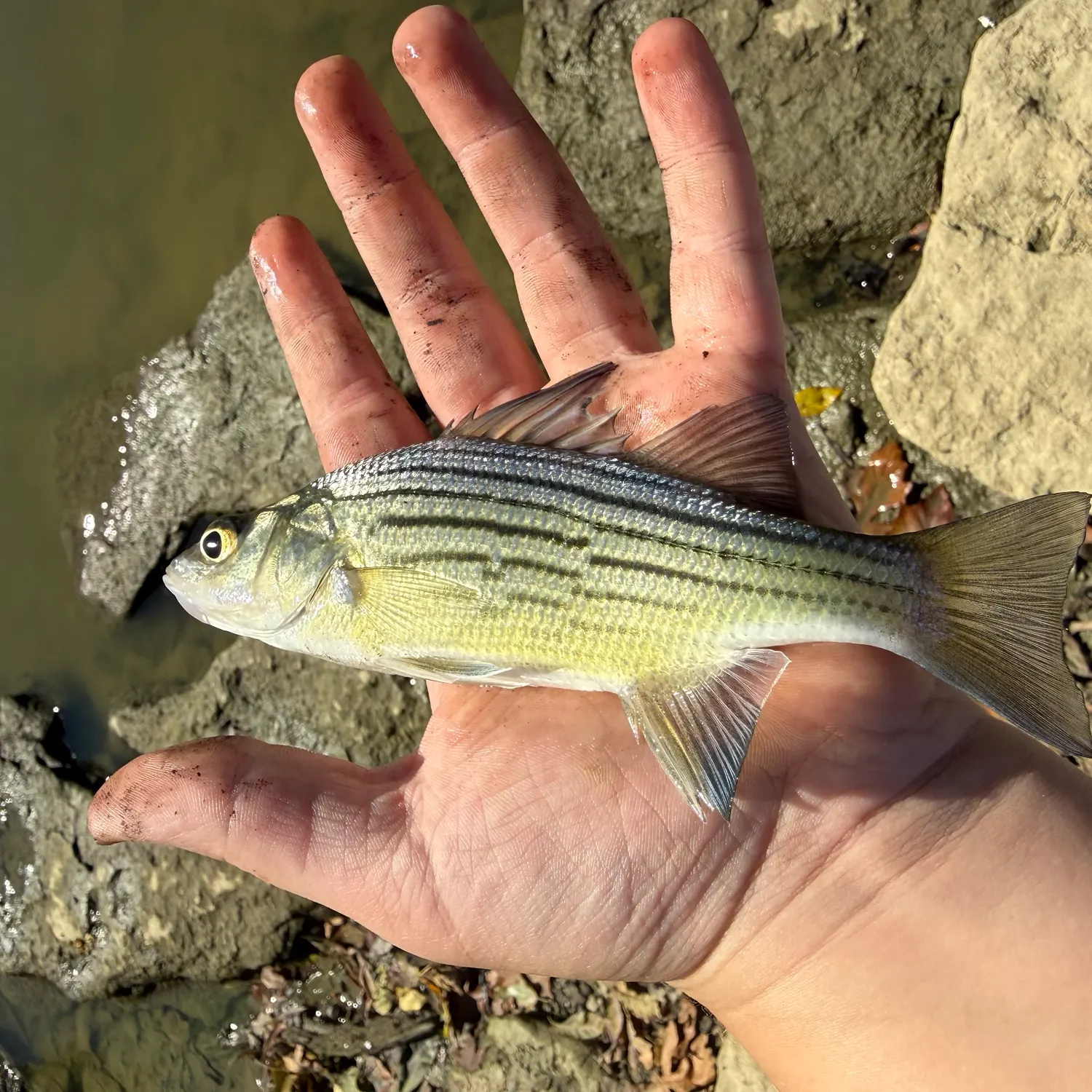 Yellow bass caught on Fishbrain