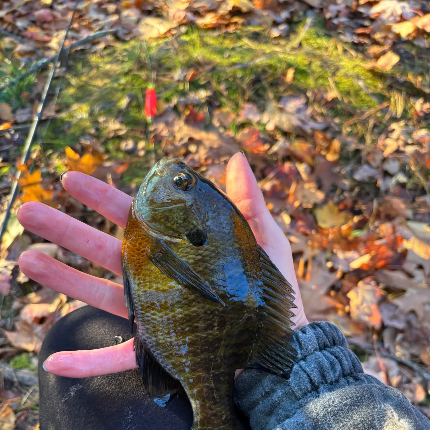Bluegill caught on Fishbrain