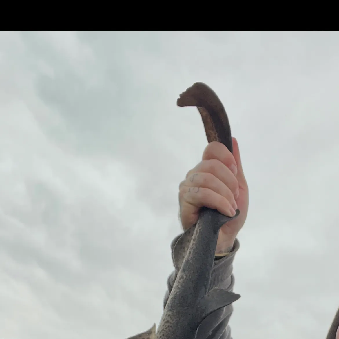 The most recent Lesser spotted dogfish catches on Fishbrain
