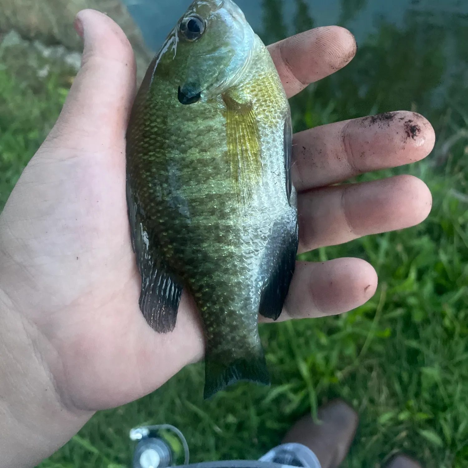 Bluegill caught on Fishbrain