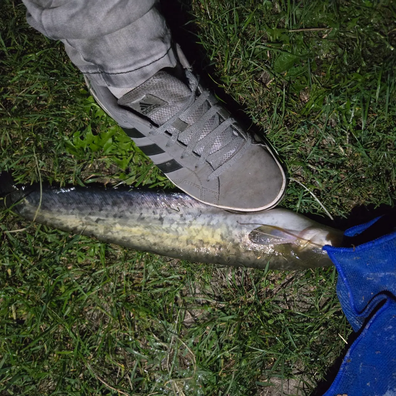 The most recent Wels catfish catches on Fishbrain