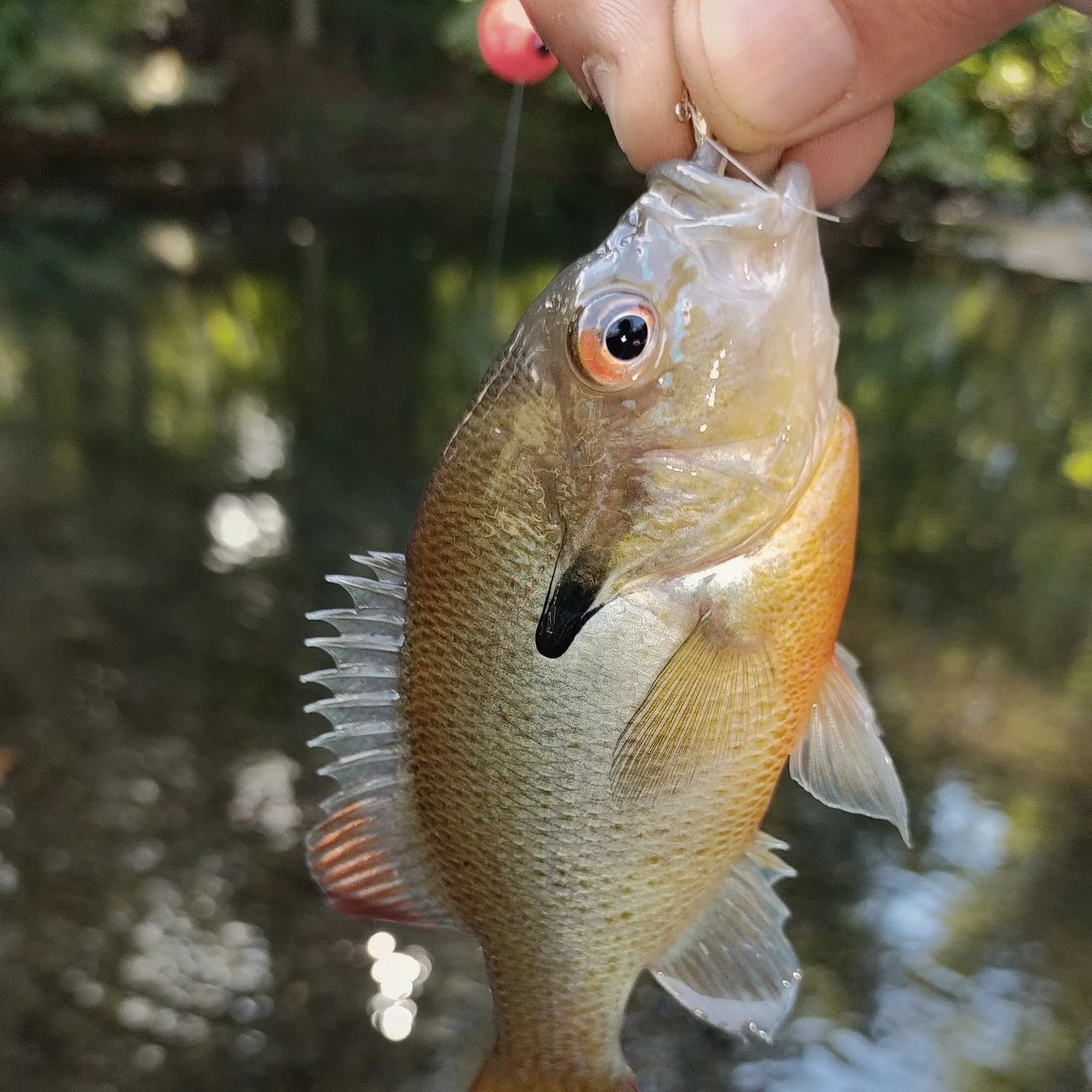 Redbreast sunfish caught on Fishbrain