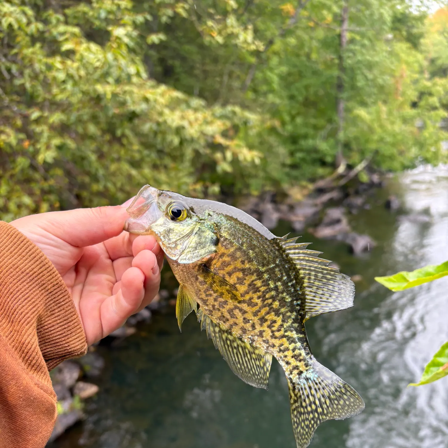 Black crappie caught on Fishbrain