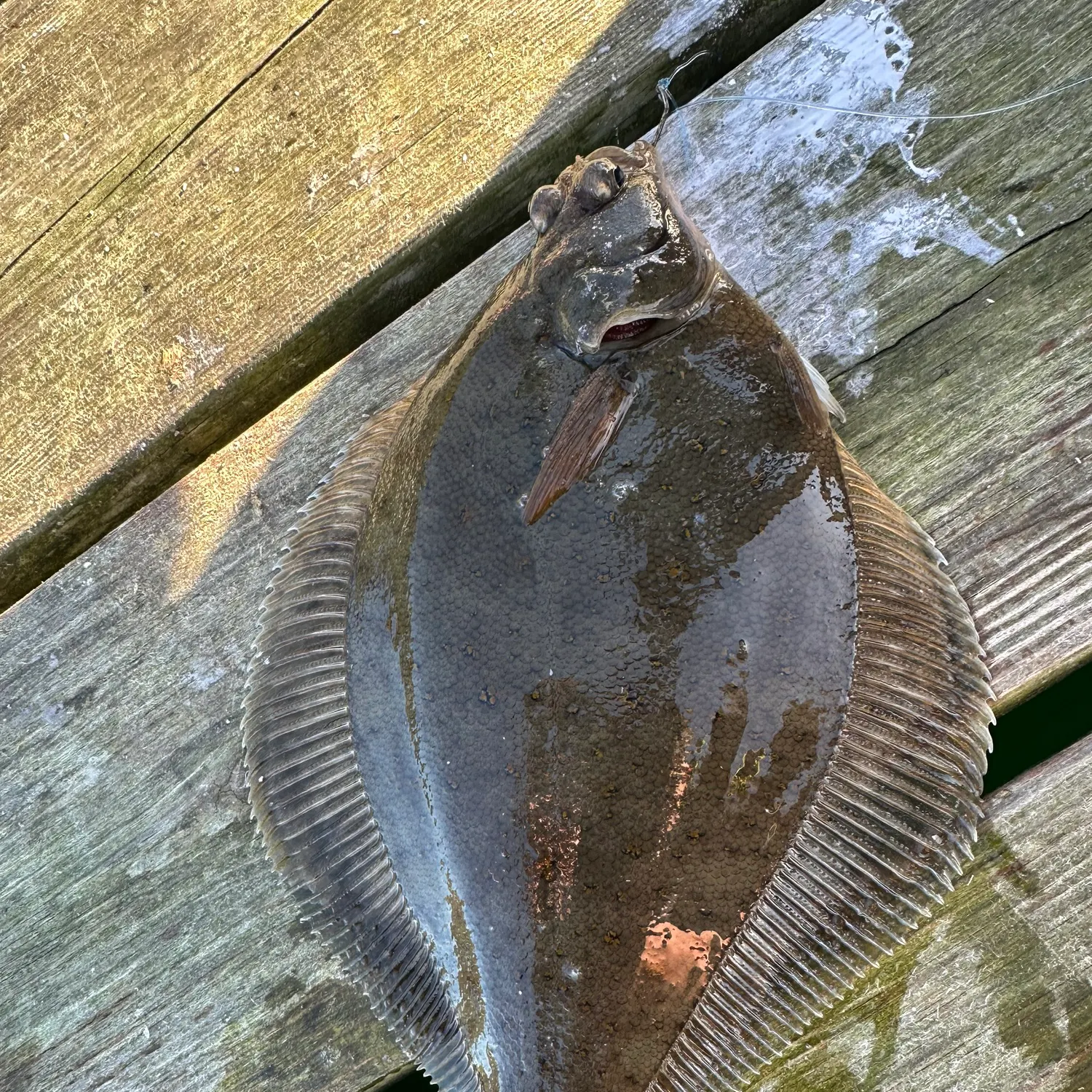 The most recent Atlantic halibut catches on Fishbrain