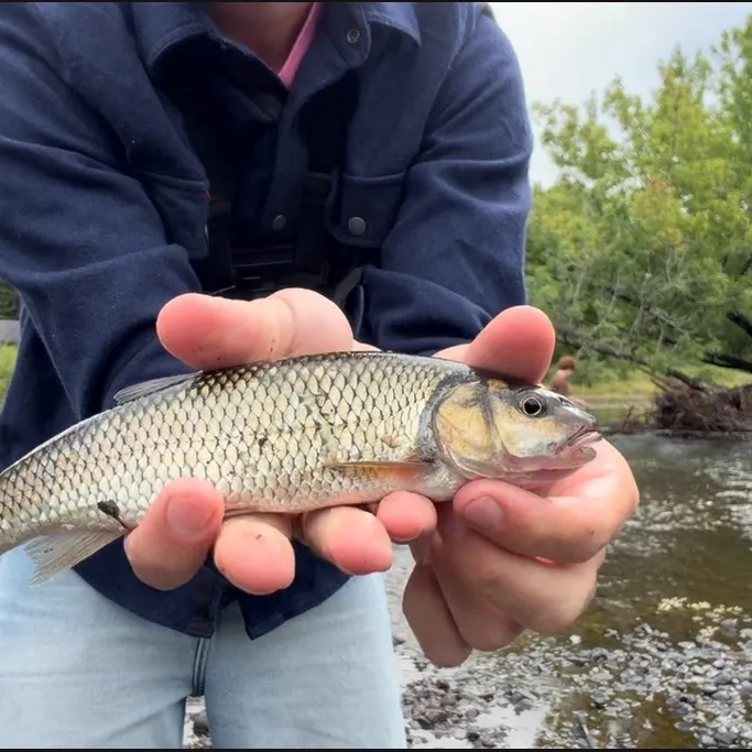 Fallfish caught on Fishbrain