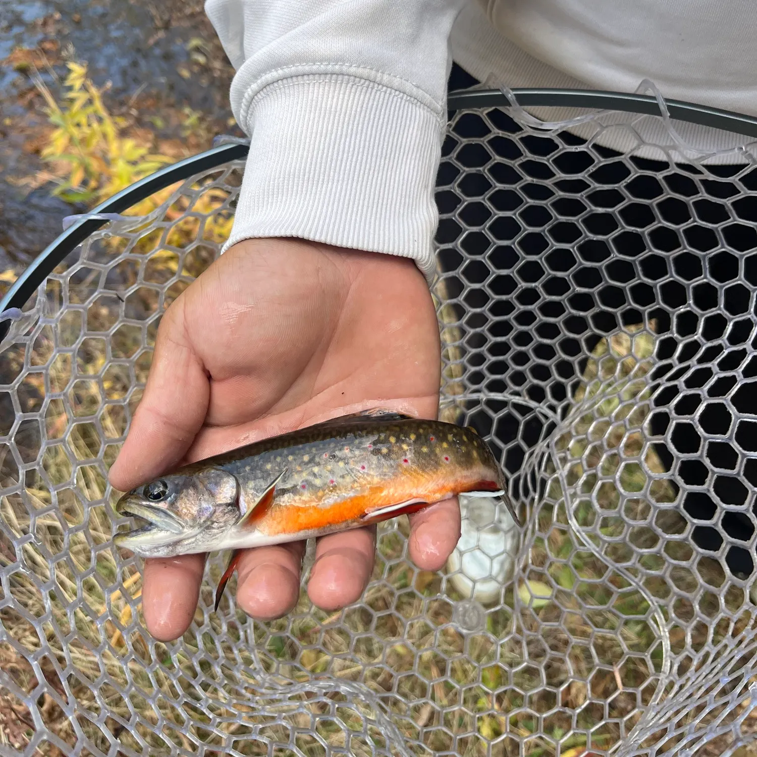 Brook trout caught on Fishbrain