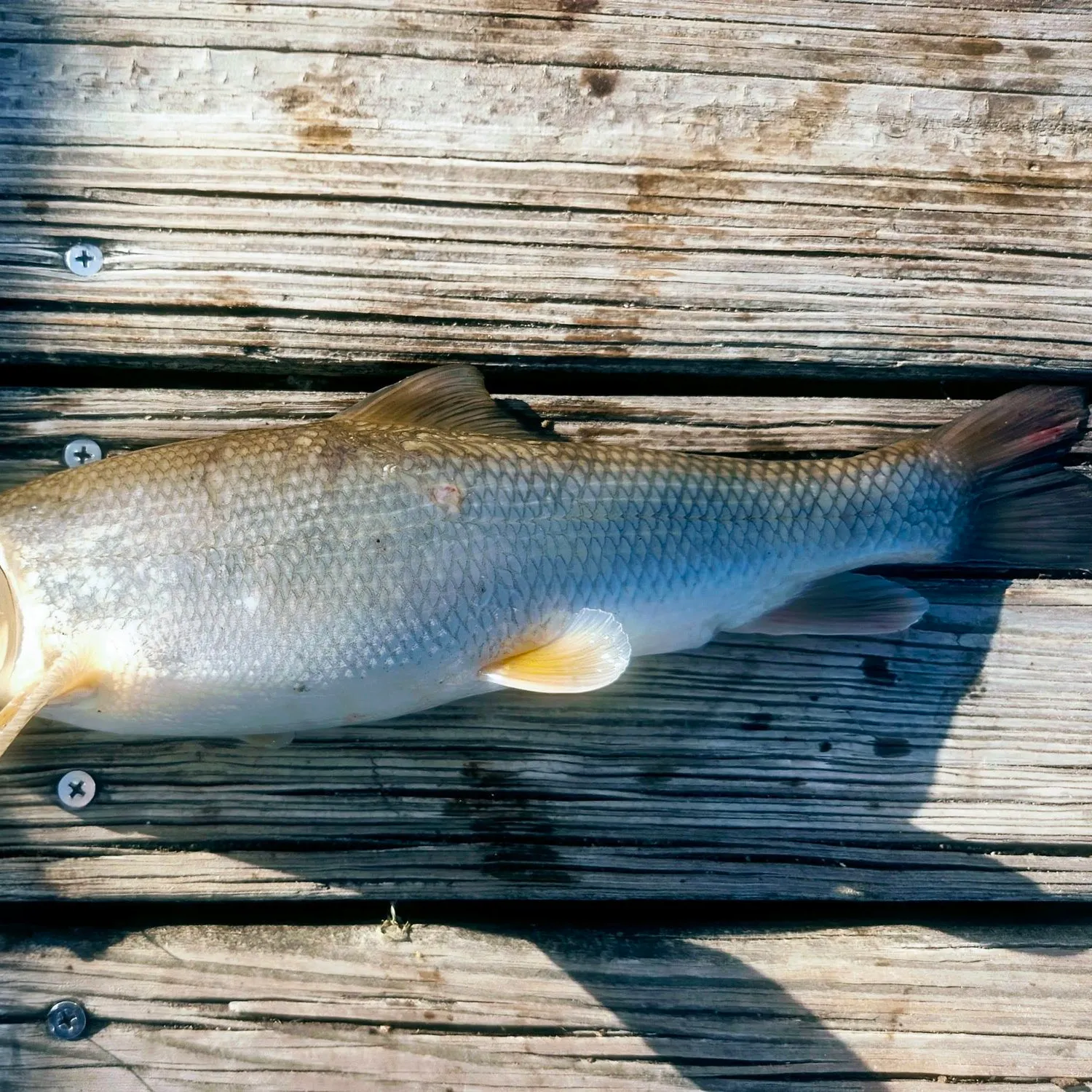 The most recent Longnose sucker catches on Fishbrain