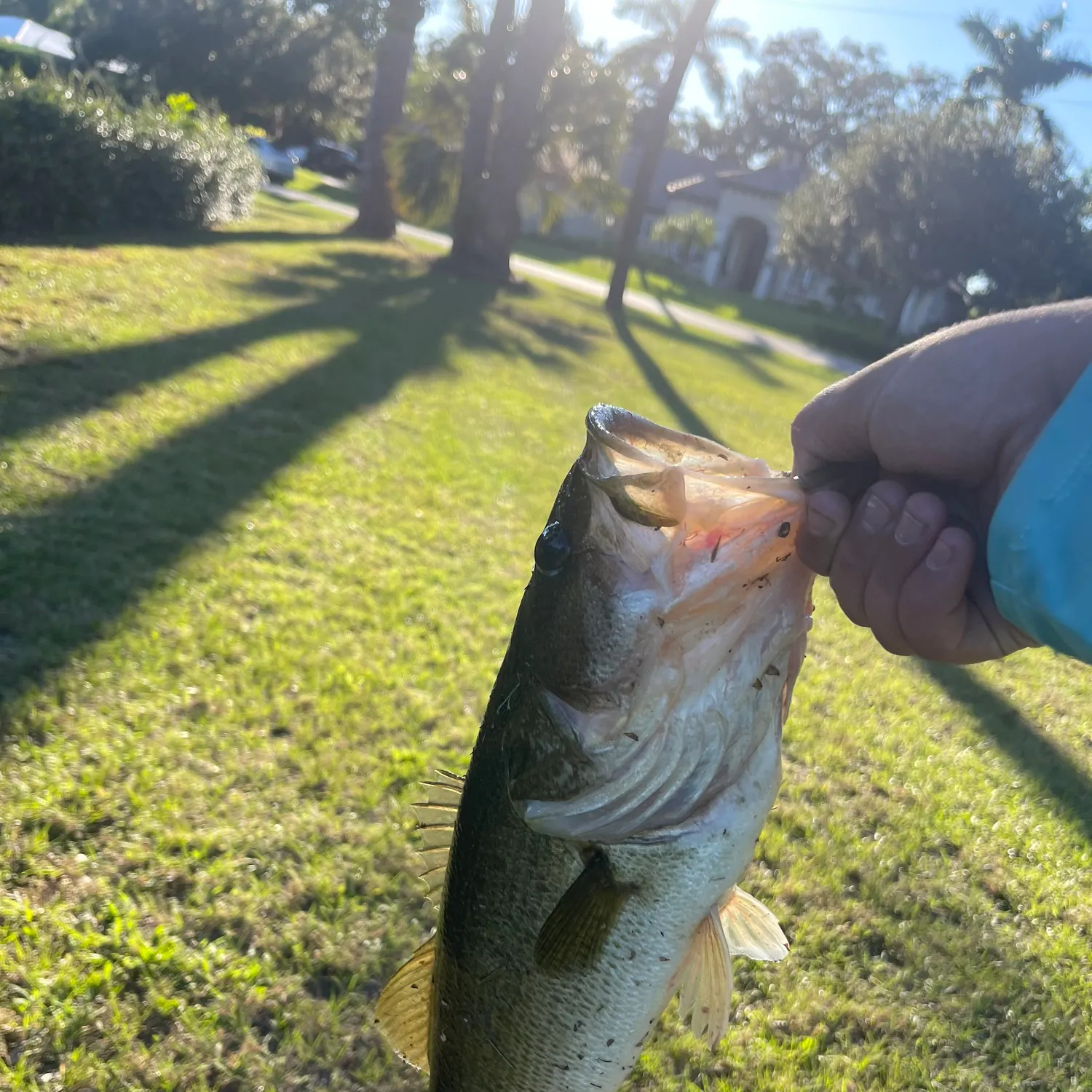 The most recent Largemouth bass catches on Fishbrain