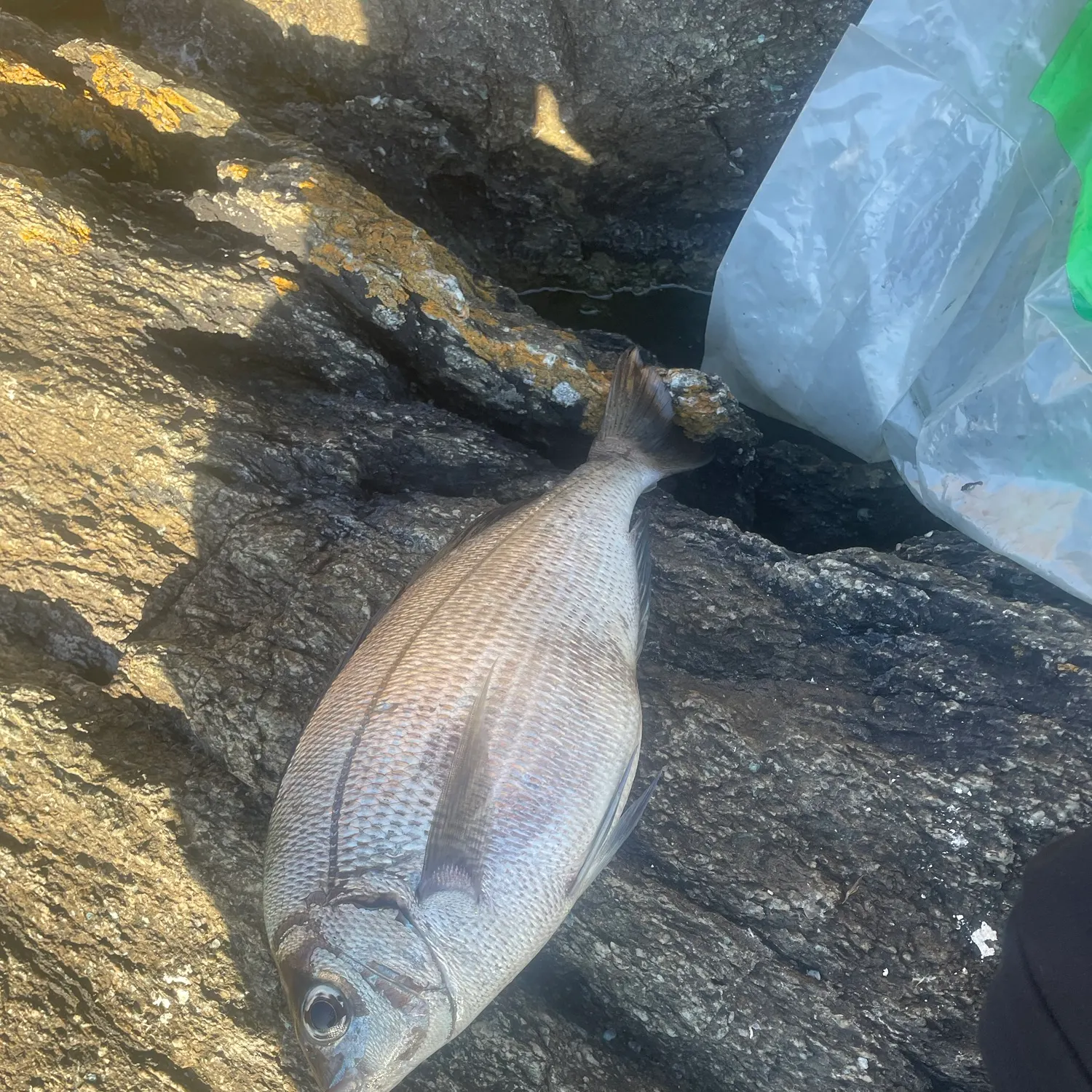The most recent Black seabream catches on Fishbrain