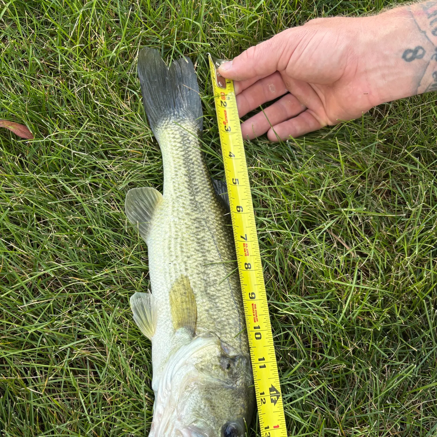 Fish caught on Fishbrain