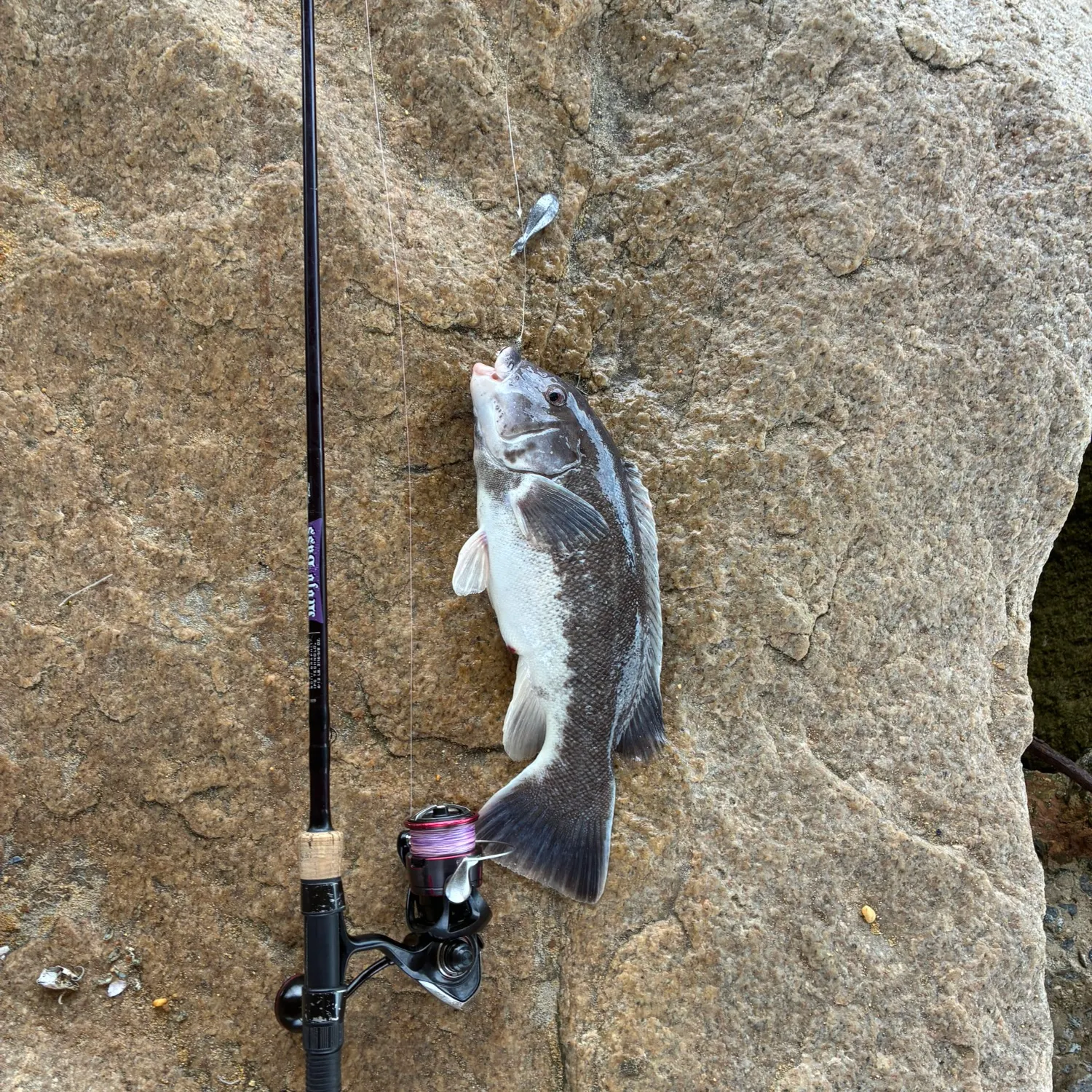 The most recent Tautog catches on Fishbrain