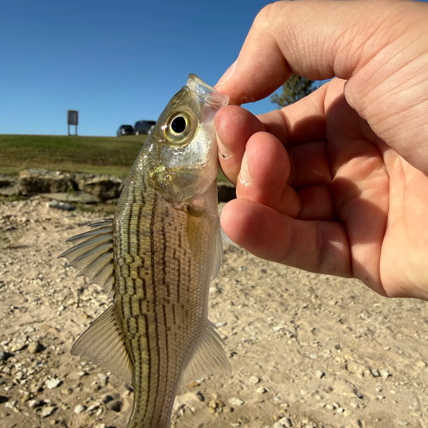 Wiper caught on Fishbrain