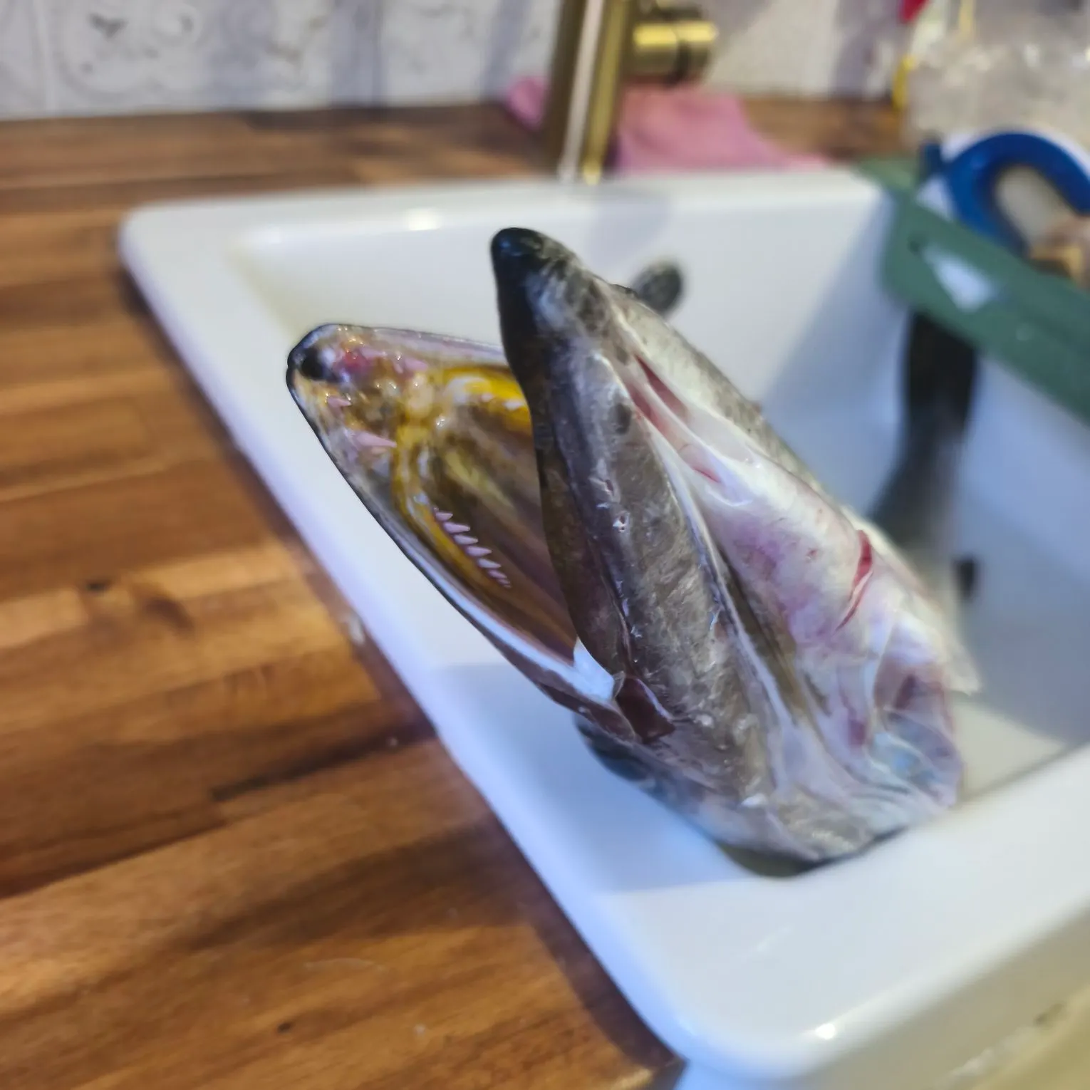 Pickhandle barracuda caught on Fishbrain