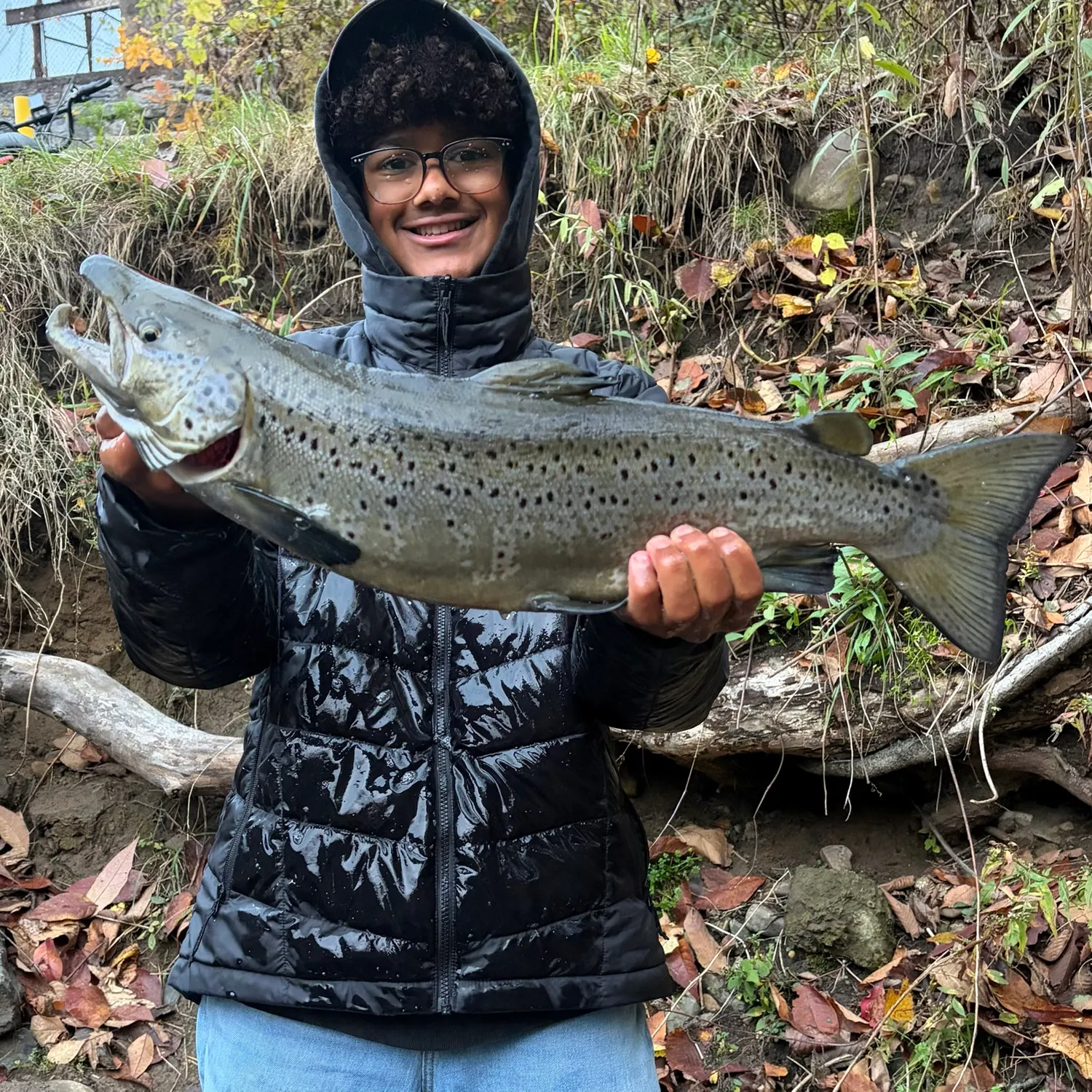The most recent Landlocked atlantic salmon catches on Fishbrain