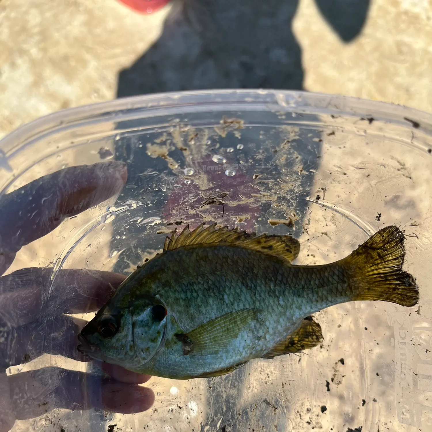 Redear sunfish caught on Fishbrain