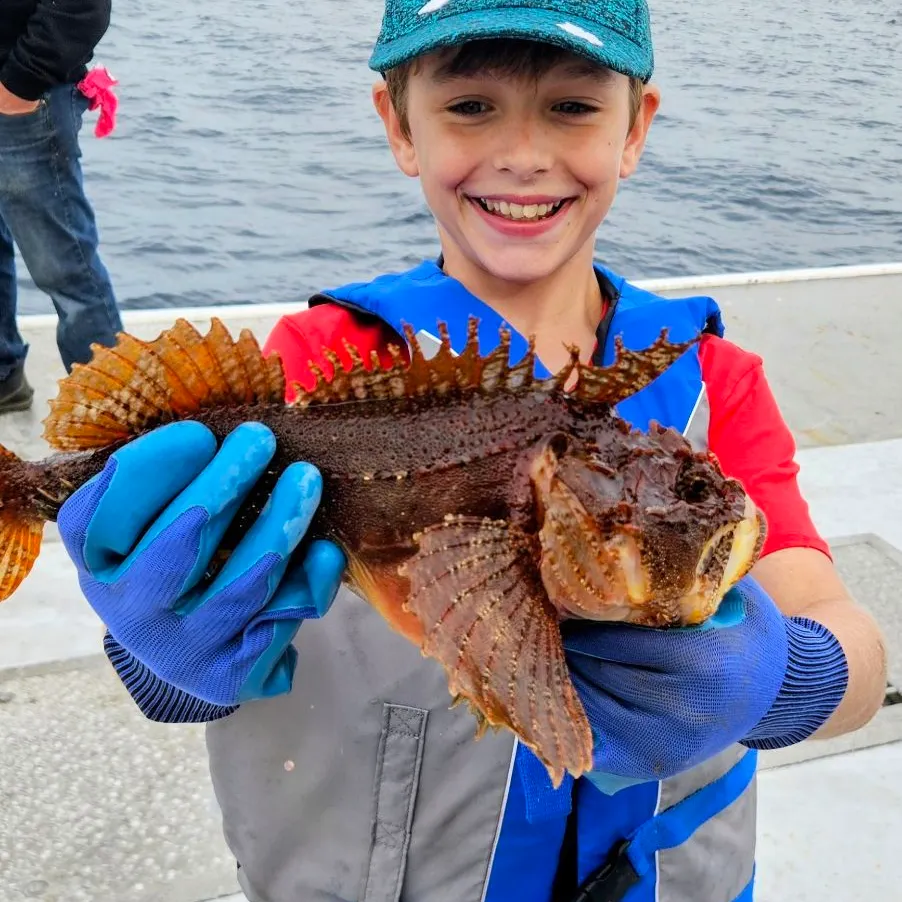 The most recent Spinyhead sculpin catches on Fishbrain