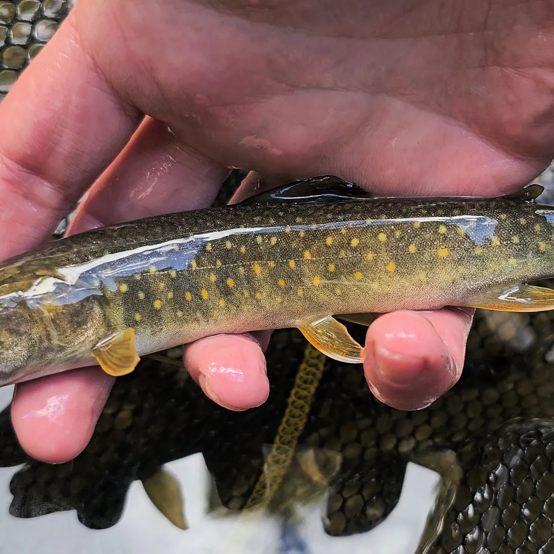 Bull trout caught on Fishbrain