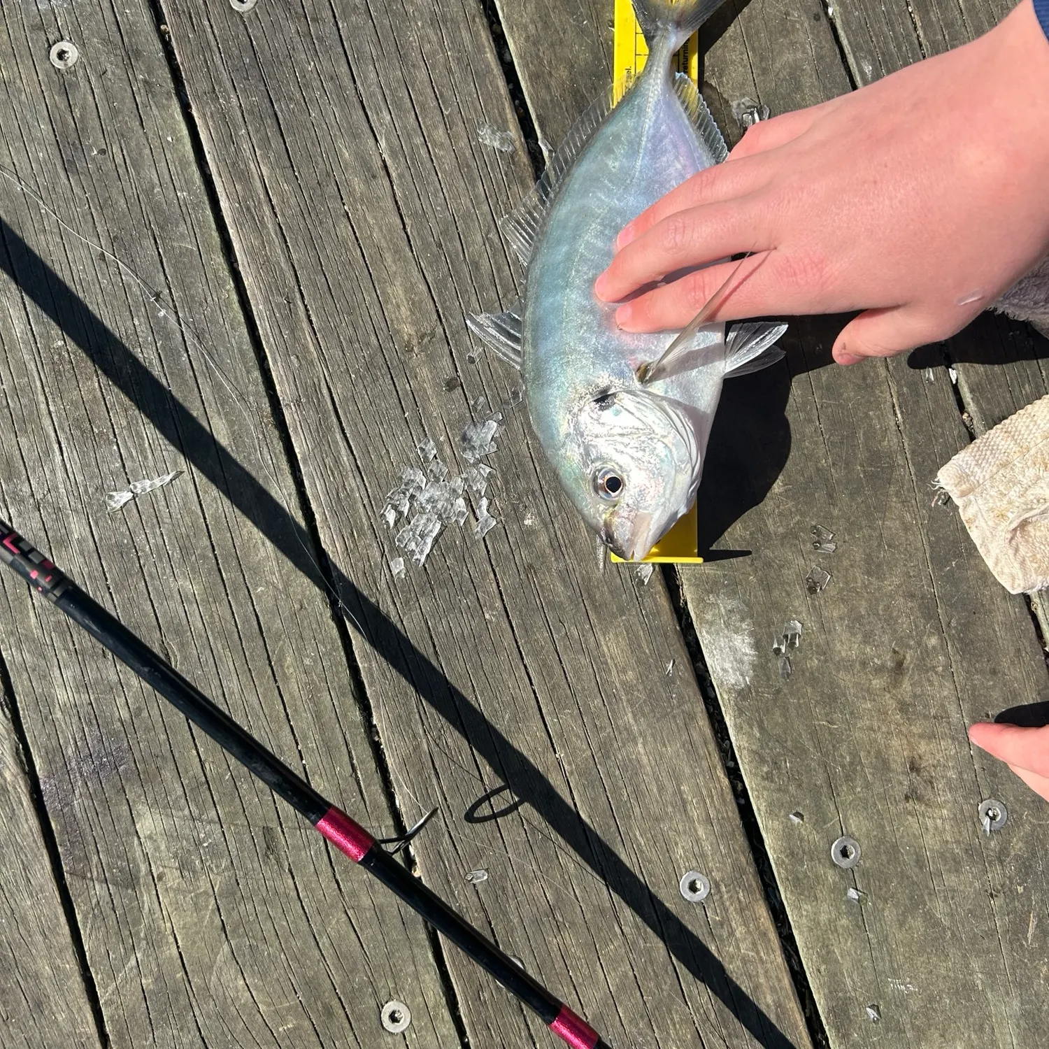 White trevally caught on Fishbrain