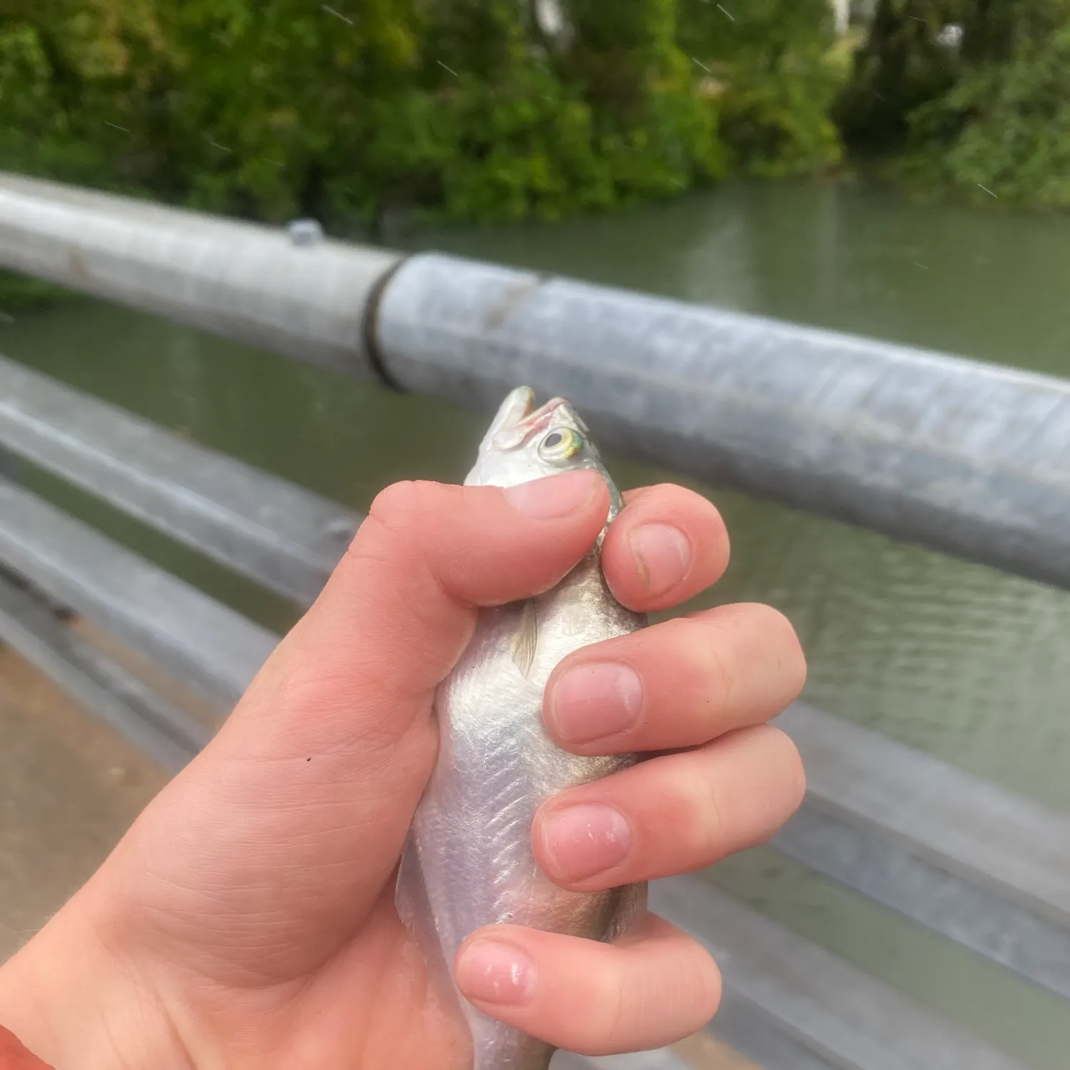 Bluefish caught on Fishbrain