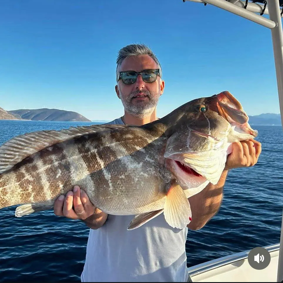 The most recent White grouper catches on Fishbrain