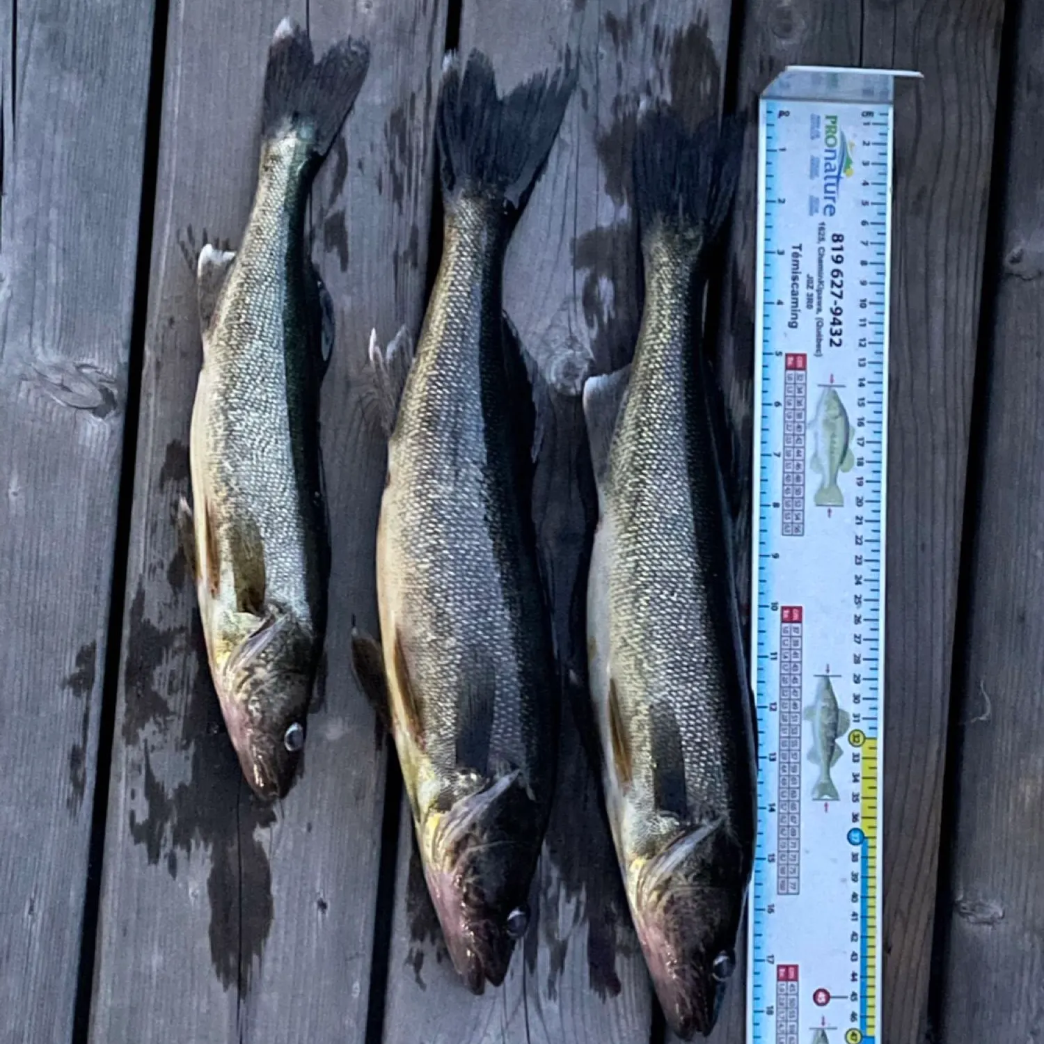 recently logged catches