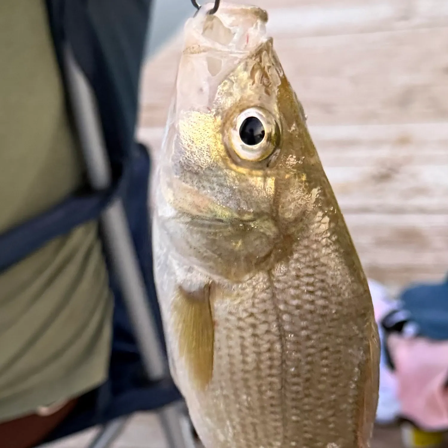White perch caught on Fishbrain