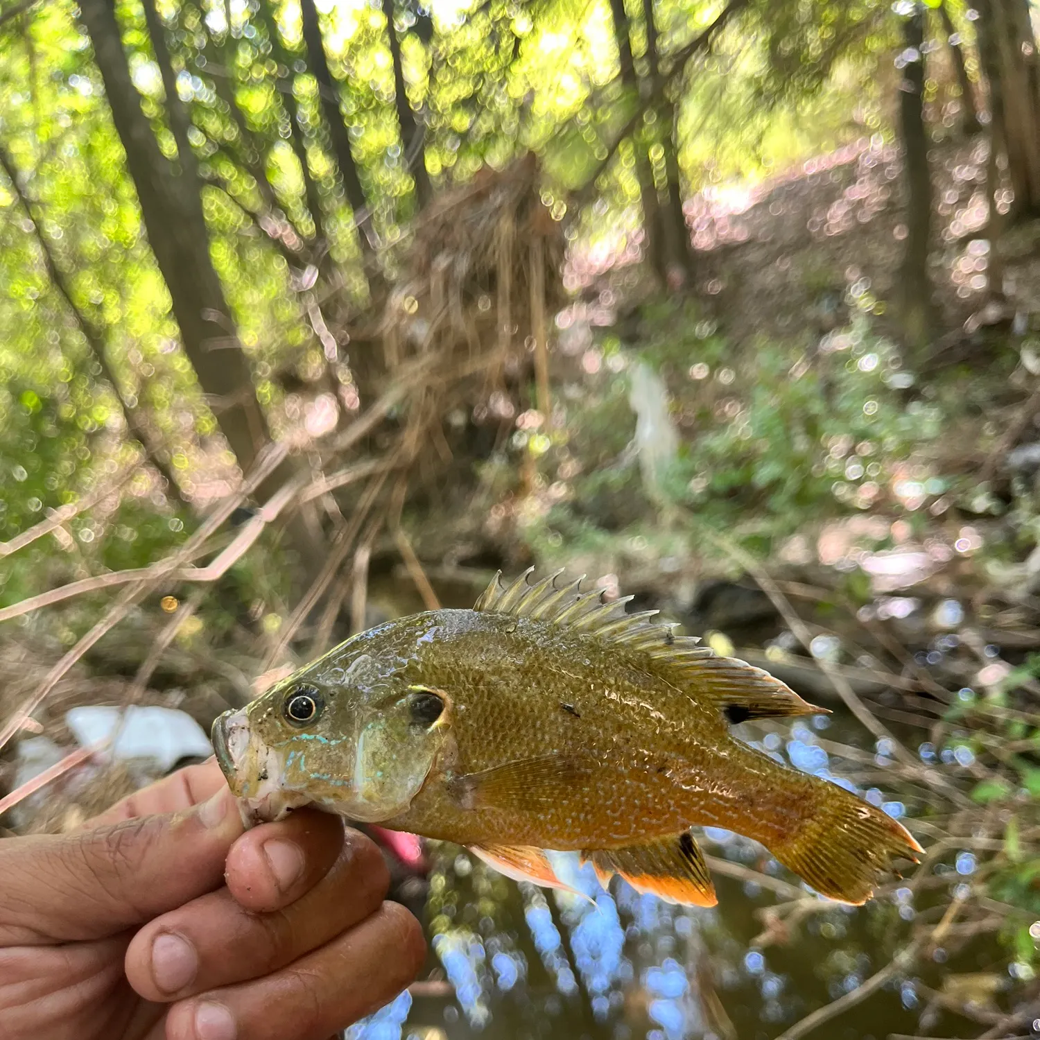 Green sunfish caught on Fishbrain