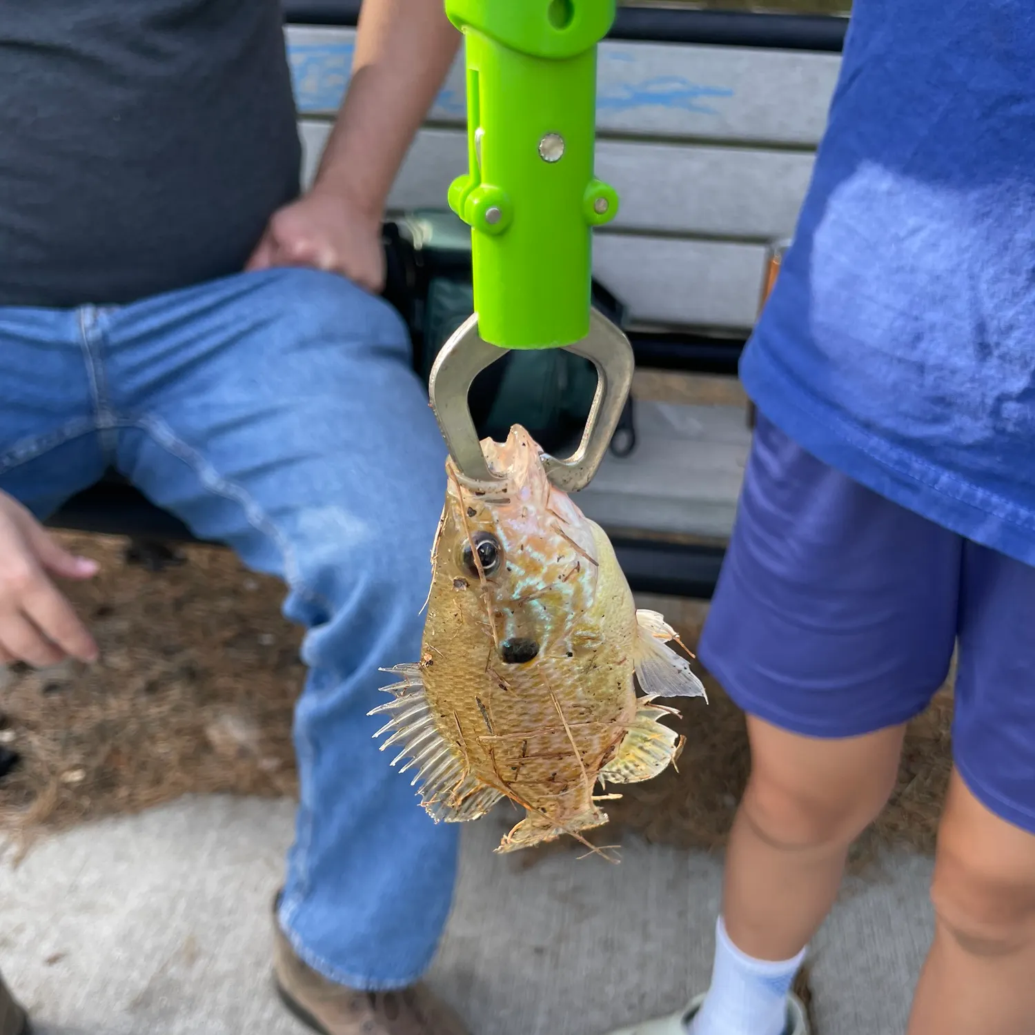 Green sunfish caught on Fishbrain