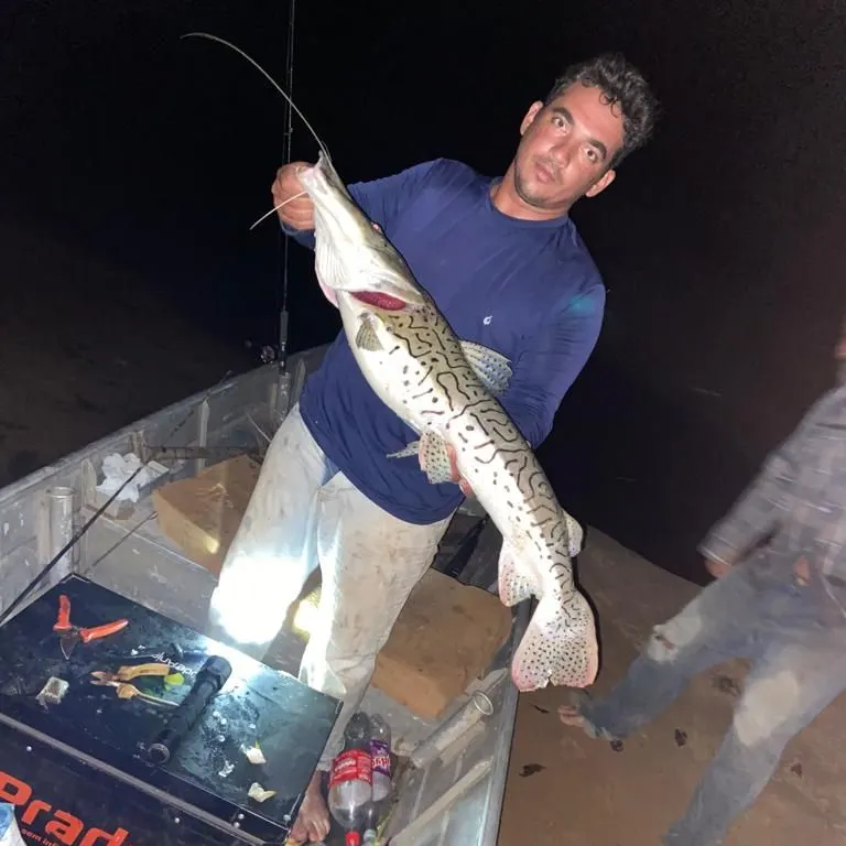 The most recent Spotted sorubim catches on Fishbrain