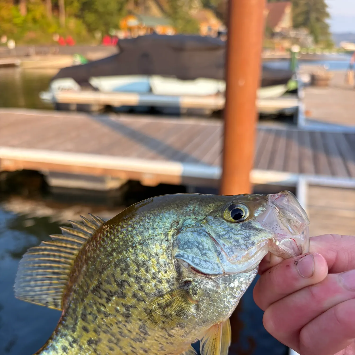Black crappie caught on Fishbrain