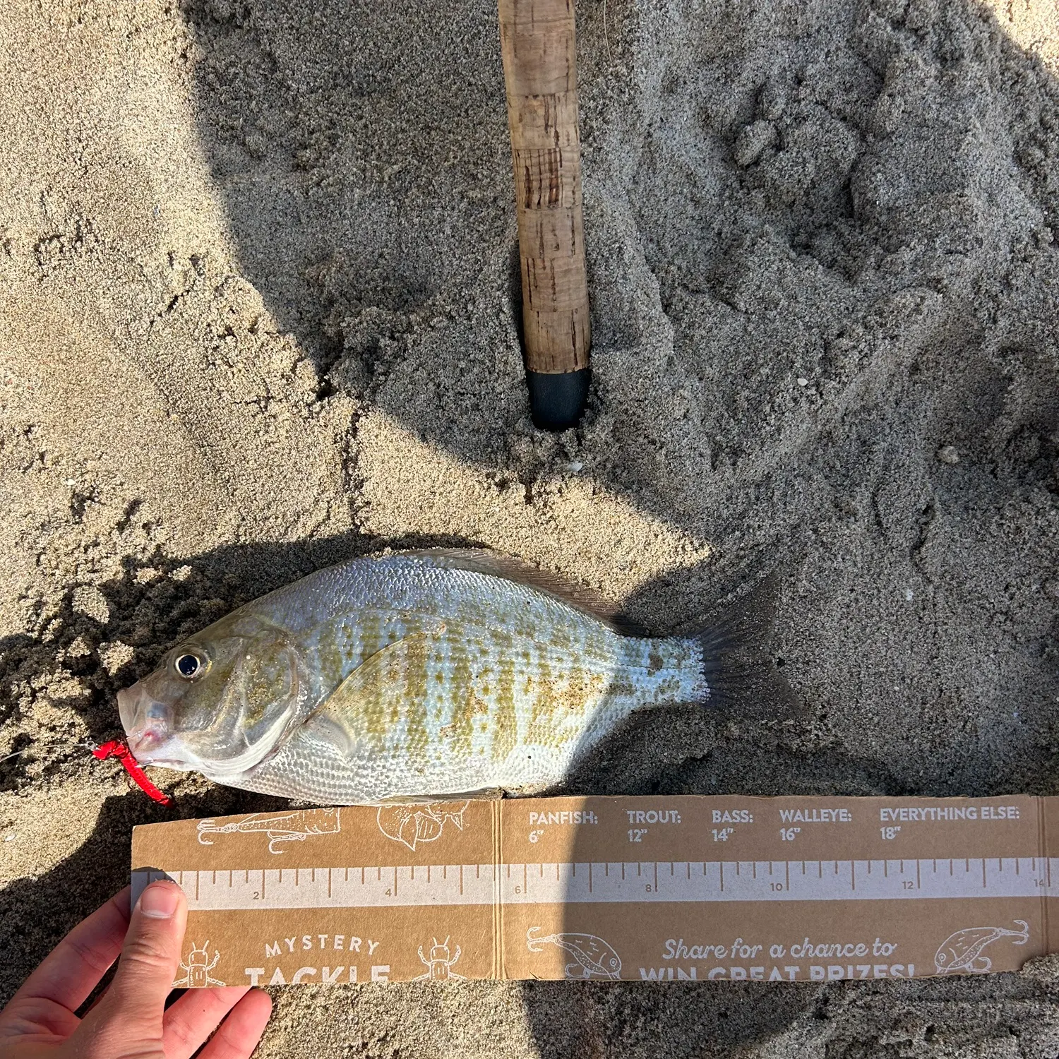 recently logged catches