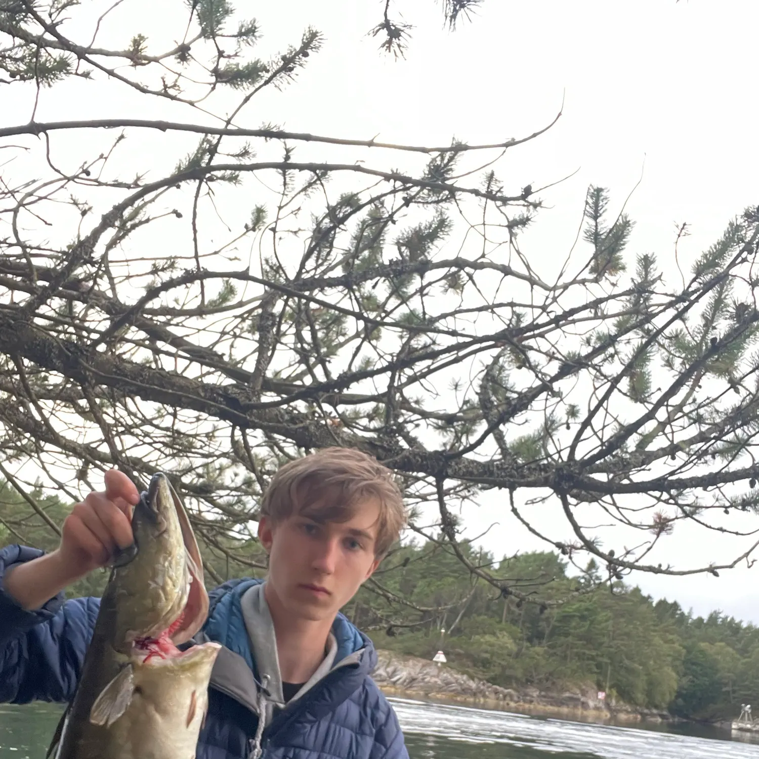 Pollack caught on Fishbrain