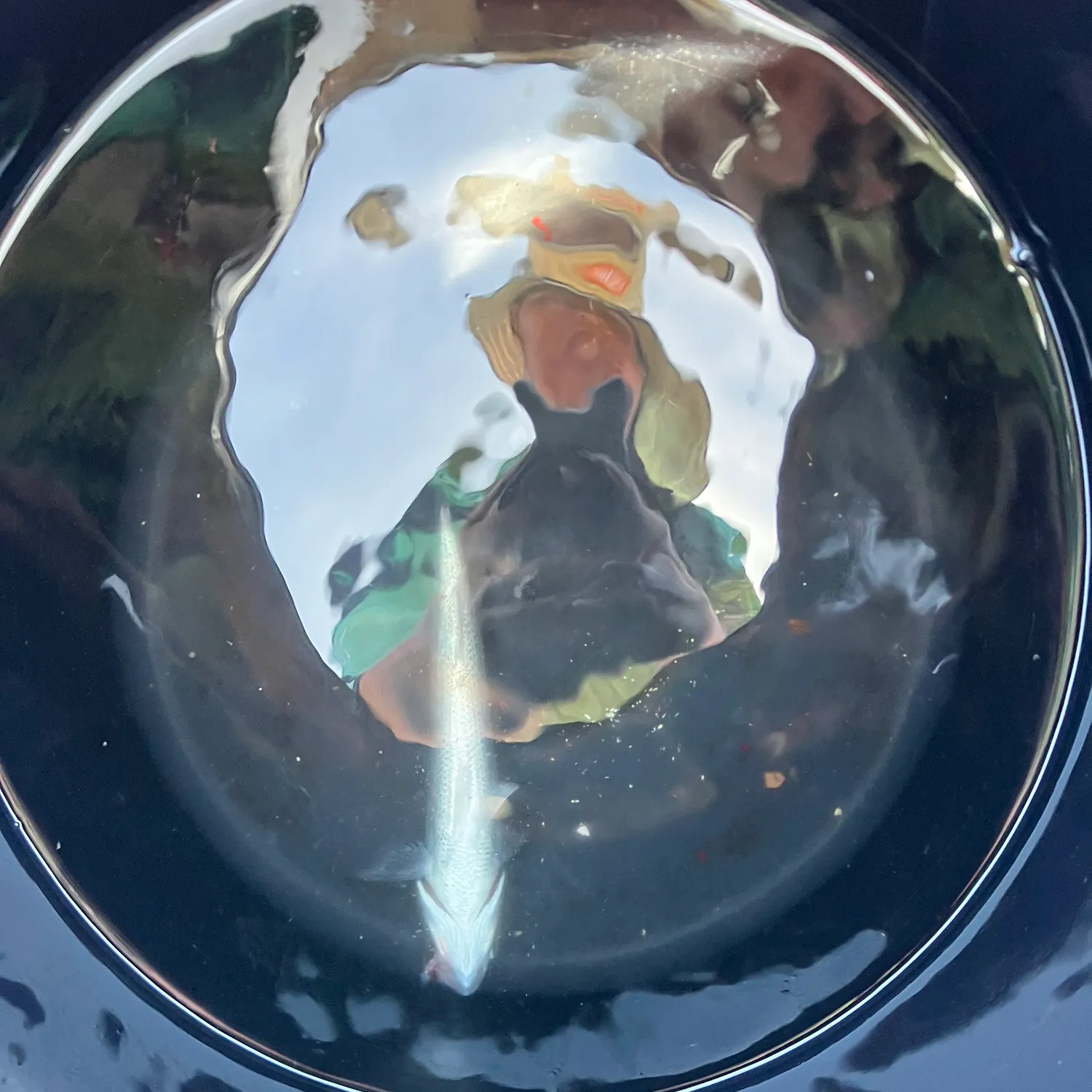 The most recent Atlantic herring catches on Fishbrain