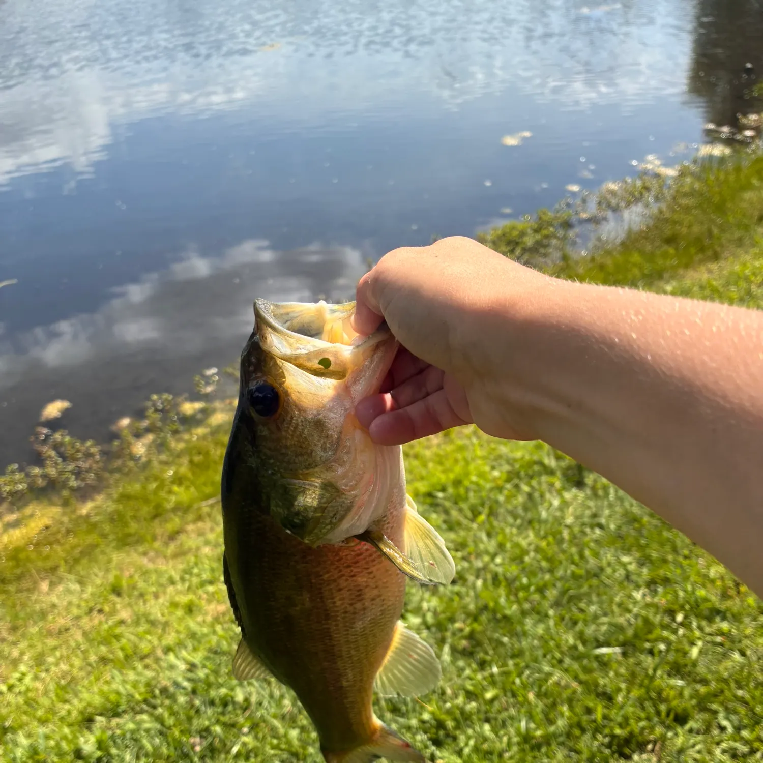 Fish caught on Fishbrain