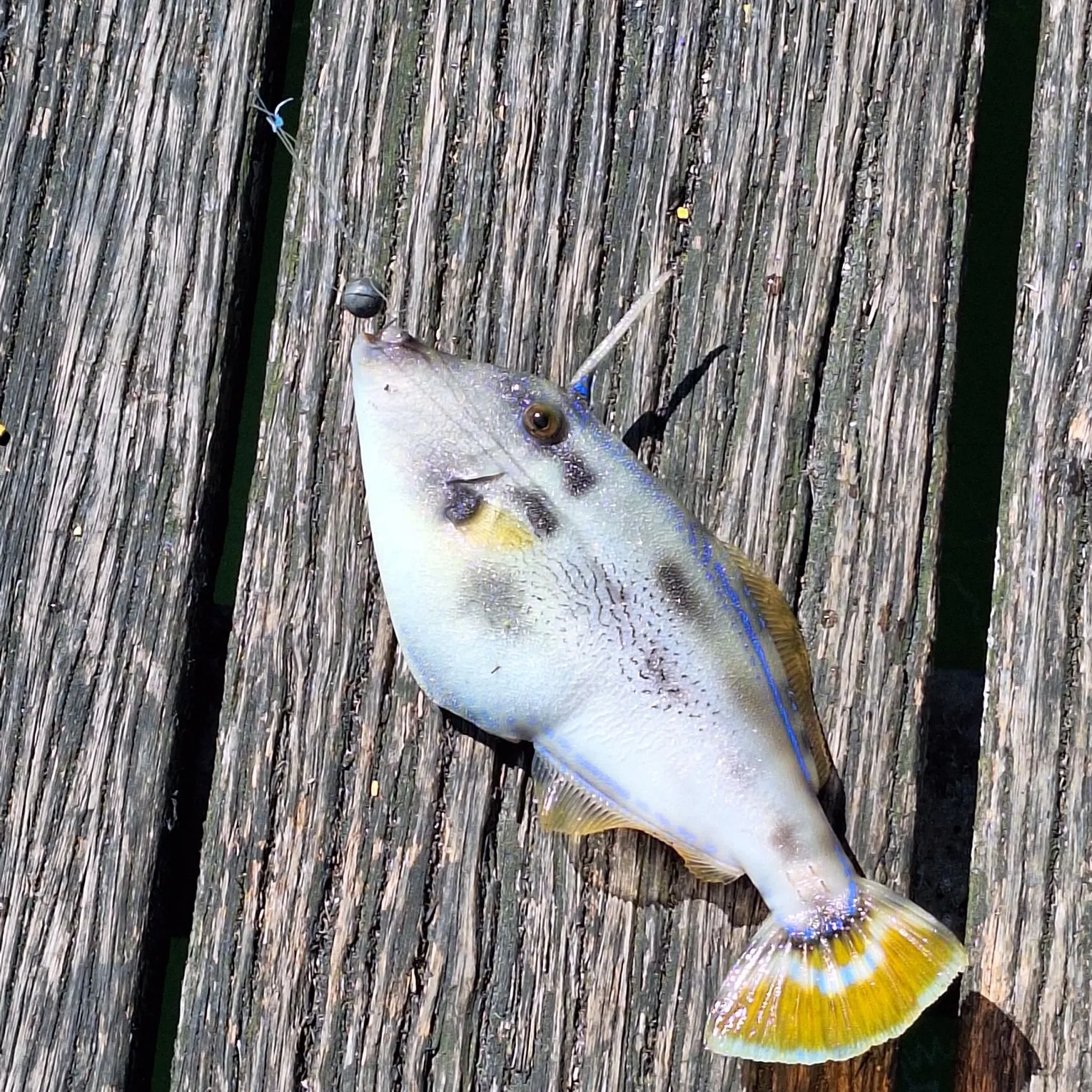 The most recent Large-scaled leatherjacket catches on Fishbrain