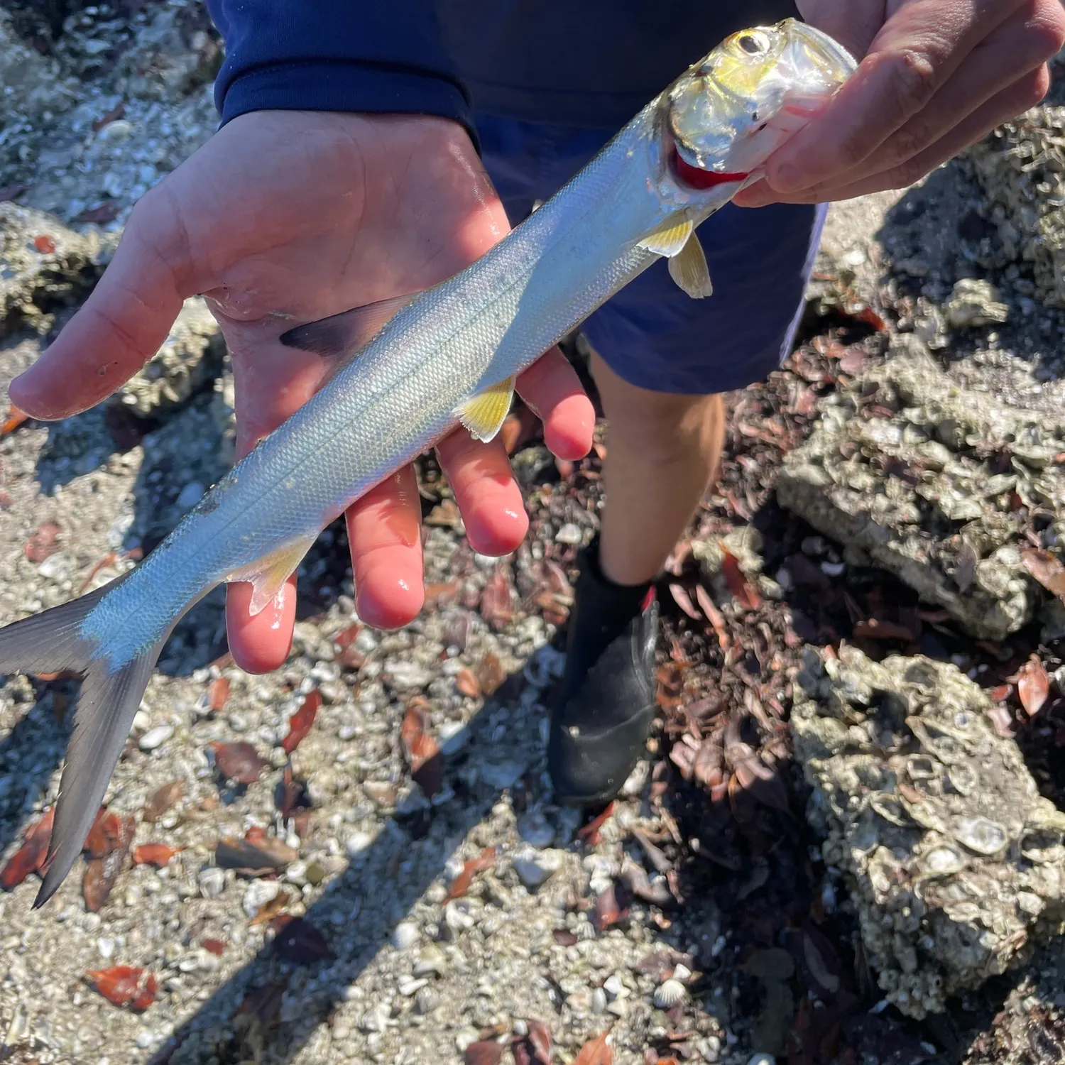 The most recent Ladyfish catches on Fishbrain