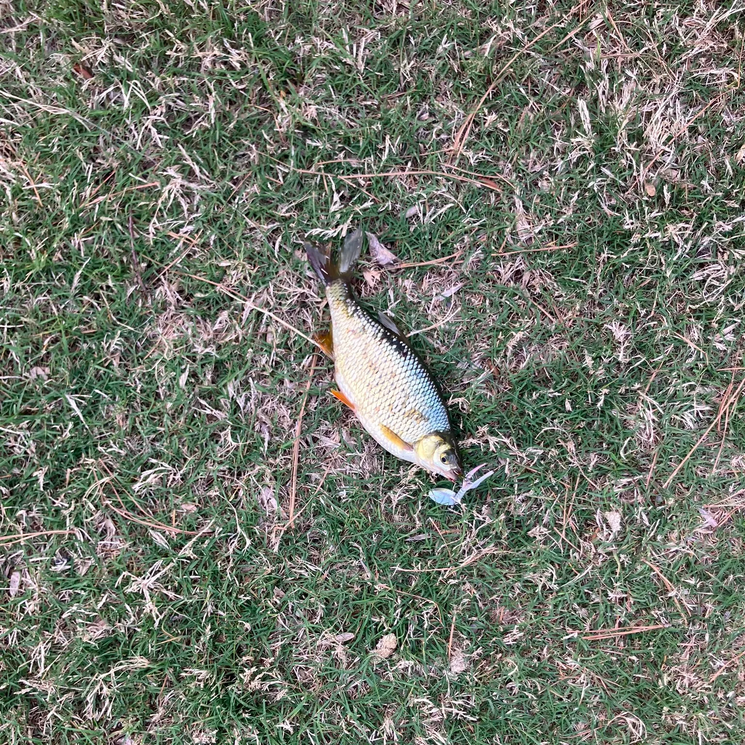 The most recent Shiner perch catches on Fishbrain