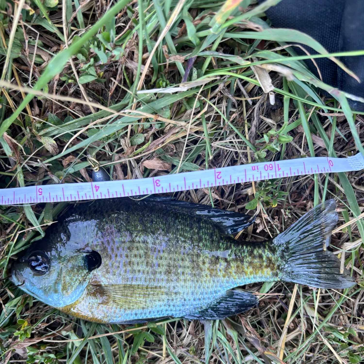 Bluegill caught on Fishbrain